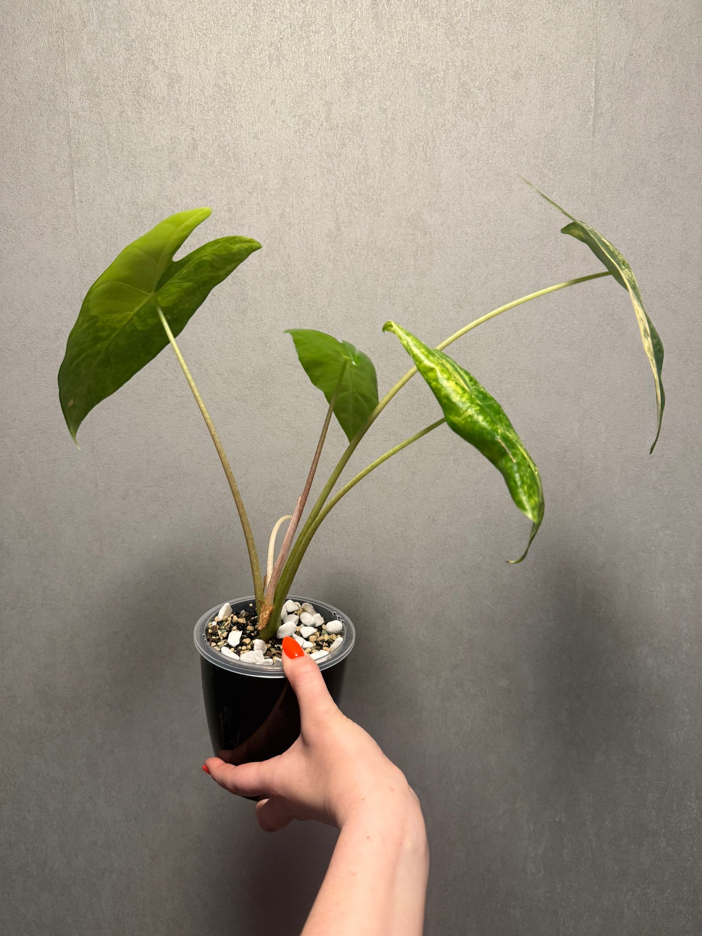 Alocasia Longiloba Albo Pink Back x Pink Dragon Aurea