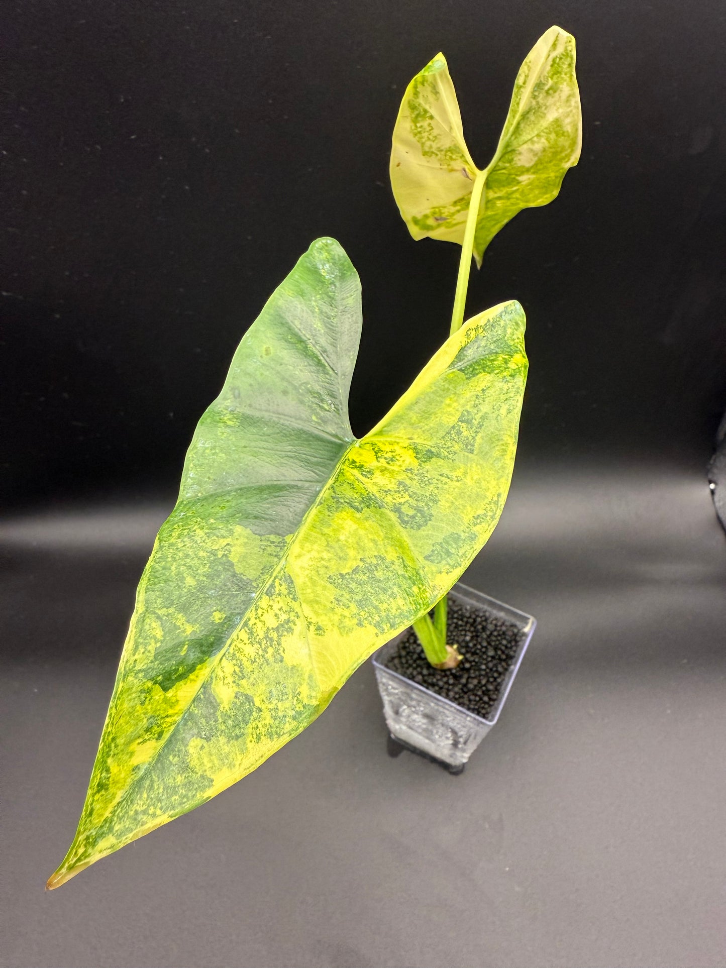 Alocasia Epilithica Aurea