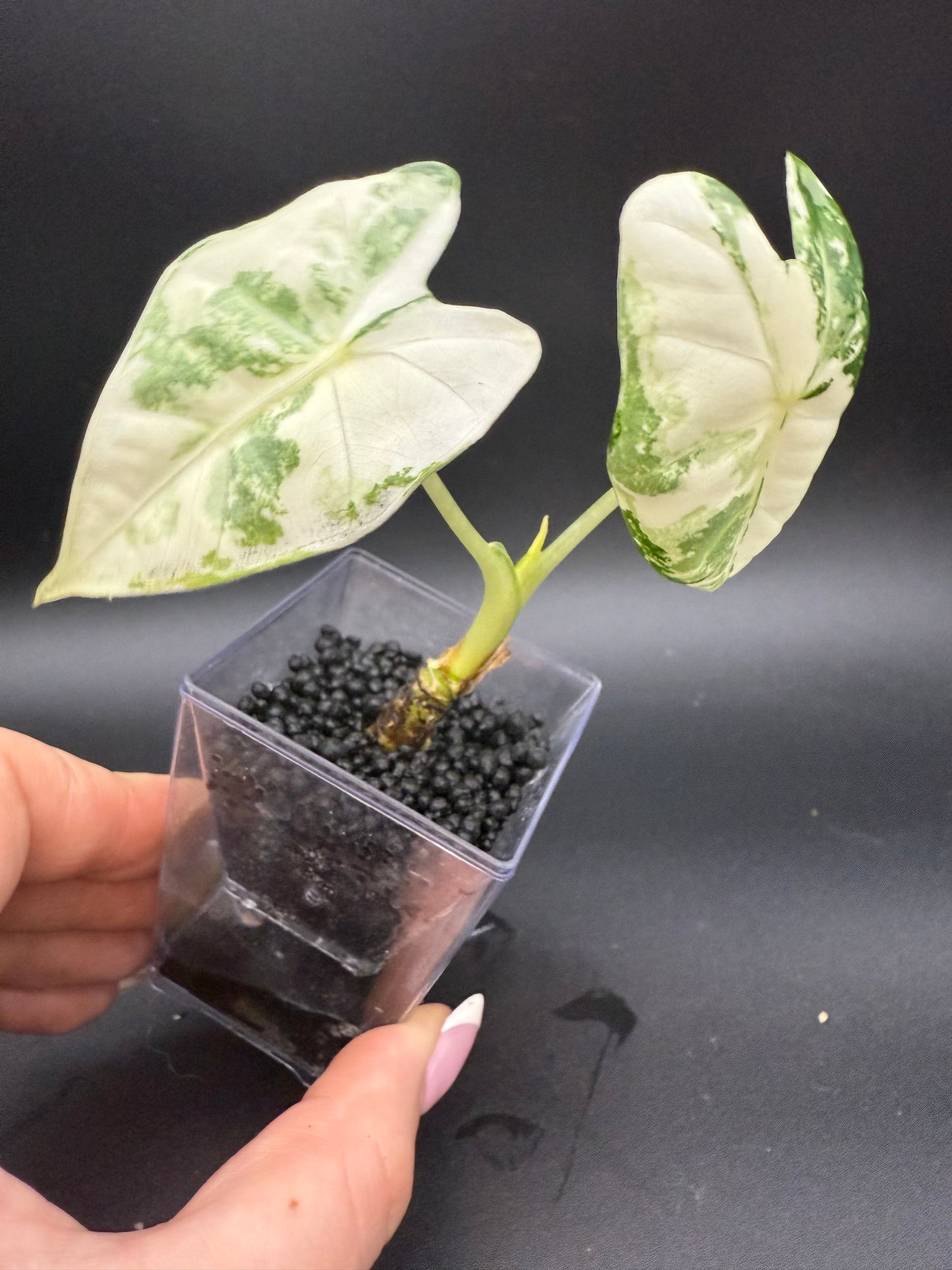 Alocasia Variegated Frydek *Growers Choice*