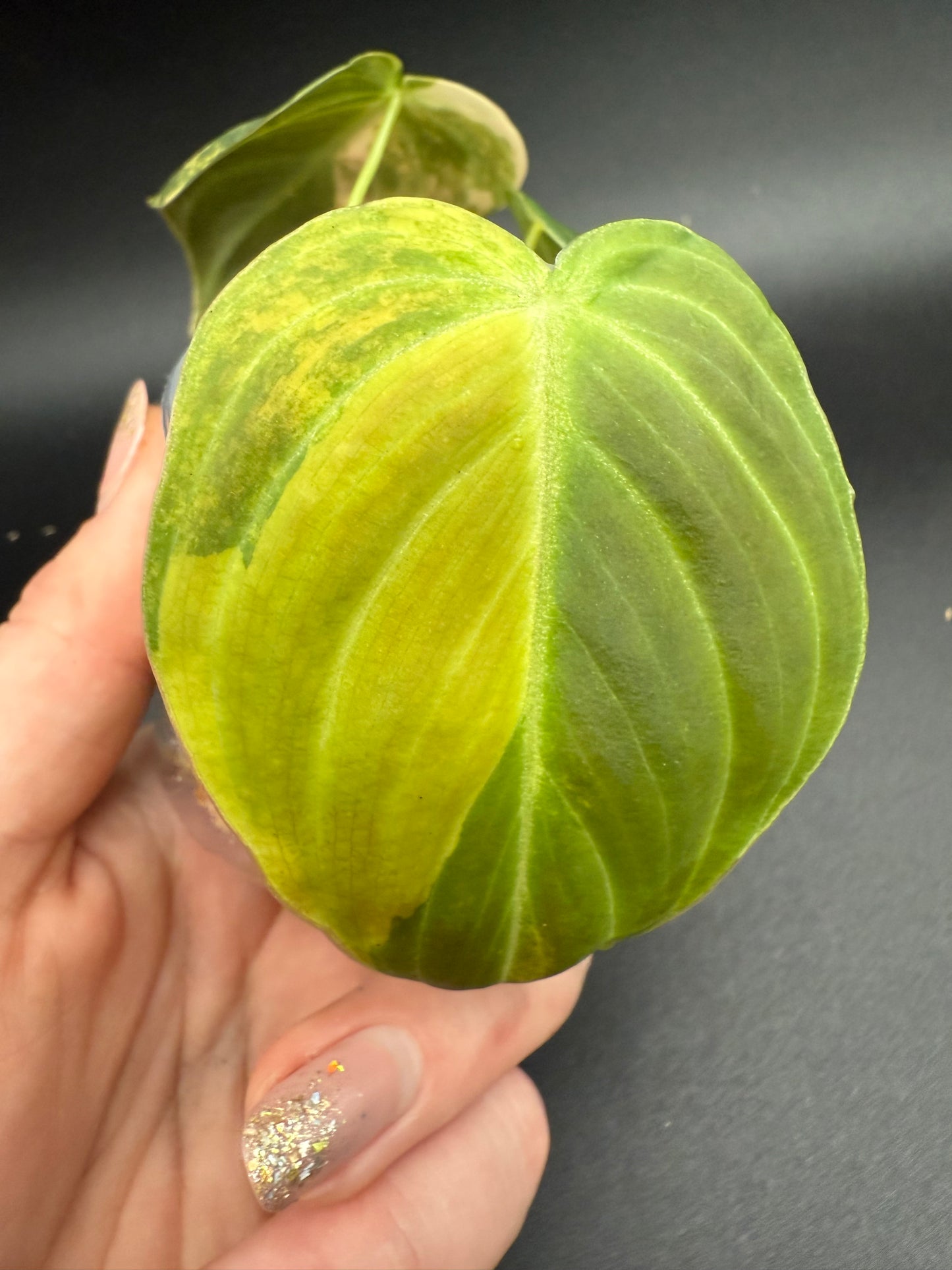 Philodendron Melanochrysum Orange