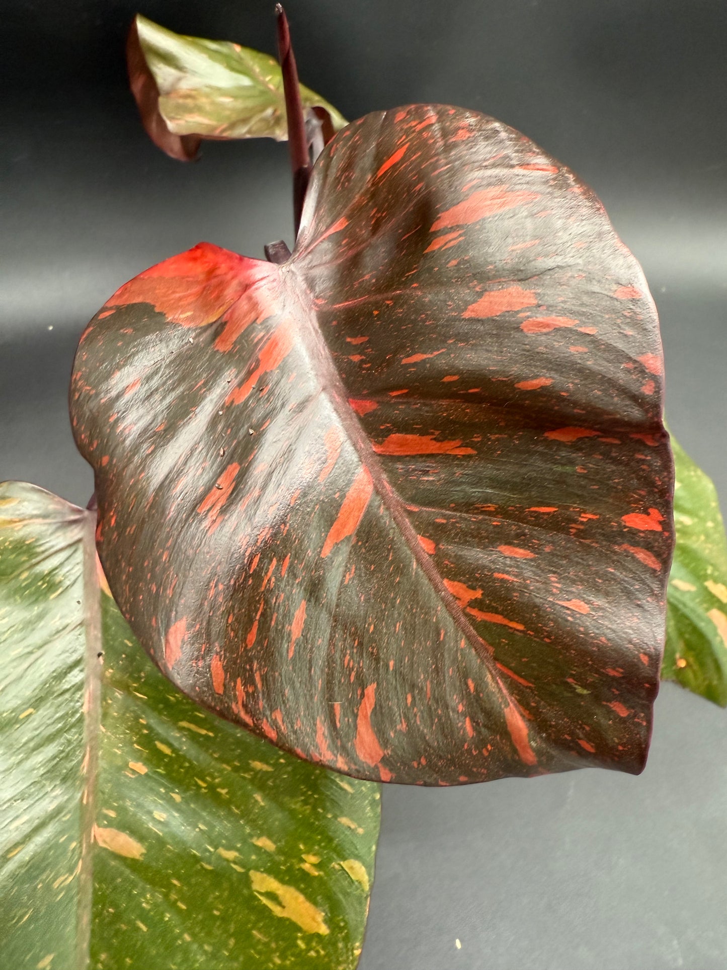 Philodendron Orange Princess Marble Galaxy