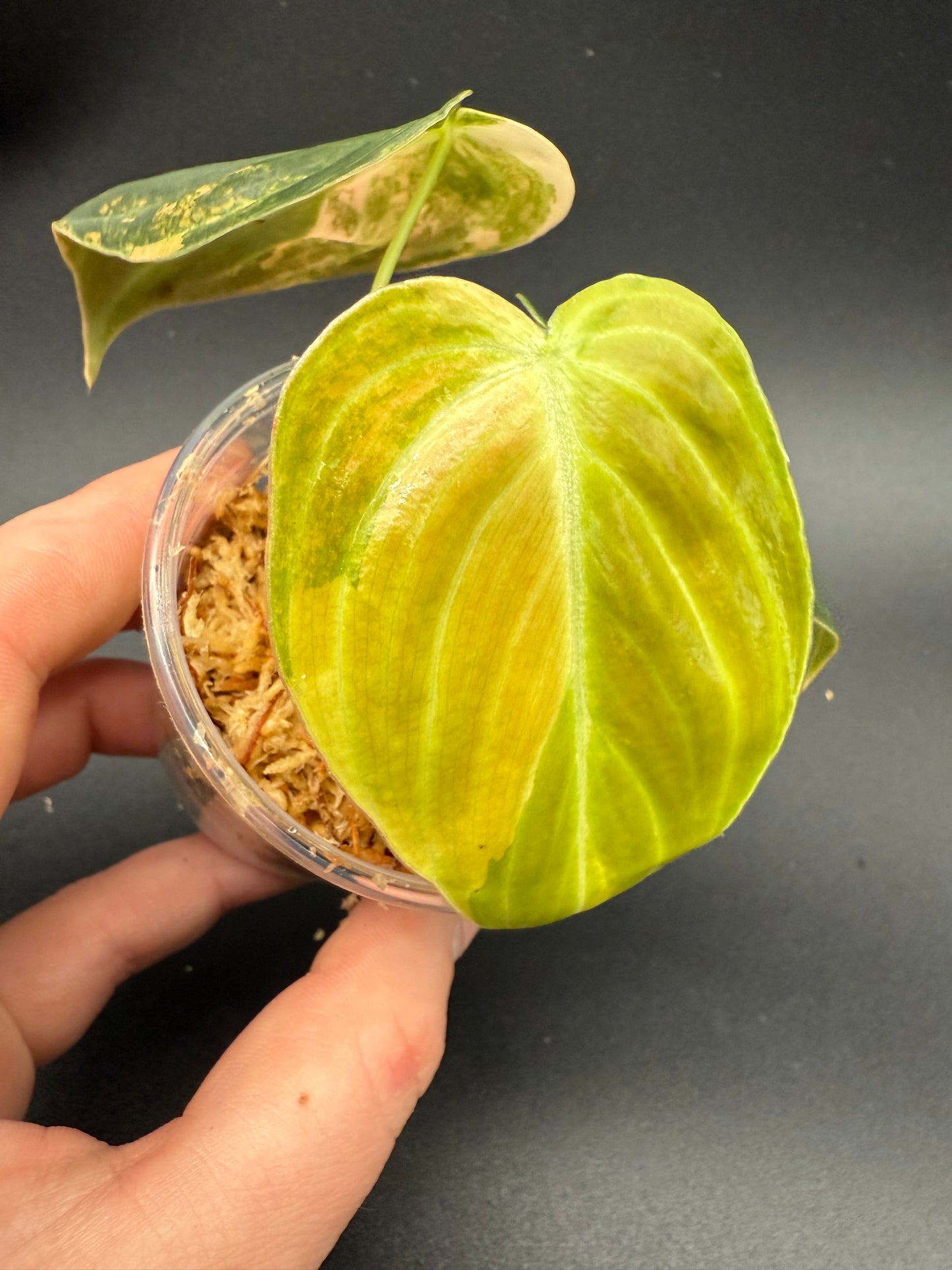 Philodendron Melanochrysum Orange