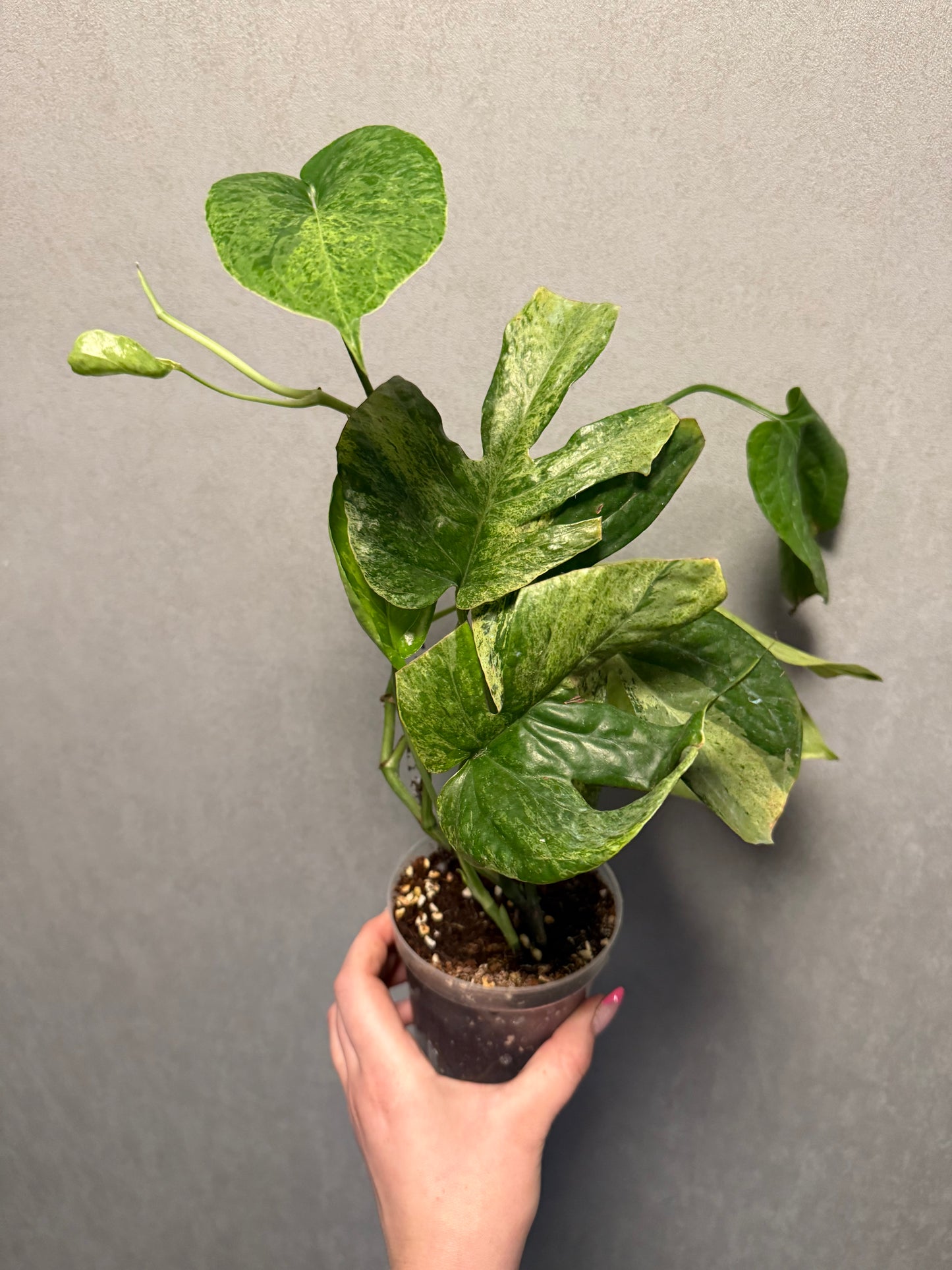 Amydrium Medium Mint ‘Spiderman Monstera’
