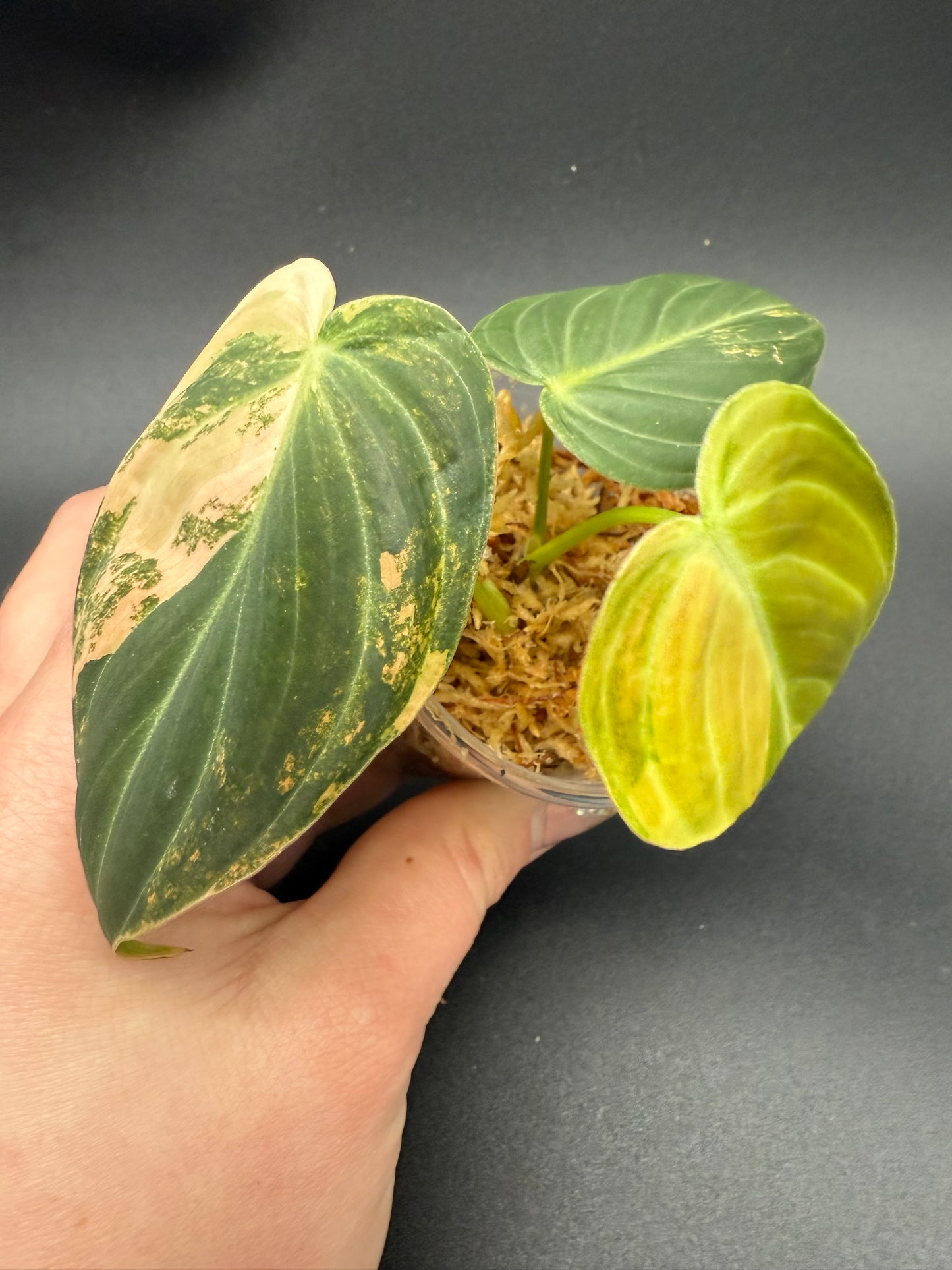 Philodendron Melanochrysum Orange