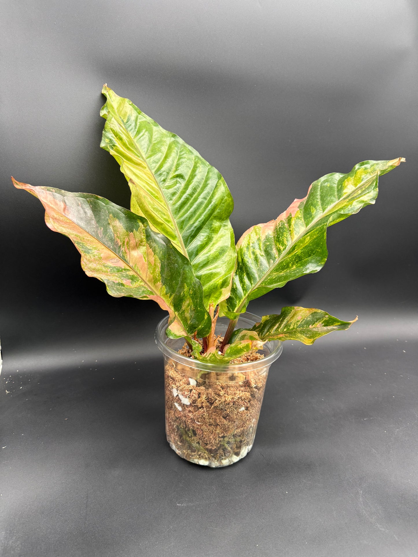 Anthurium Renaissance Variegated Pink