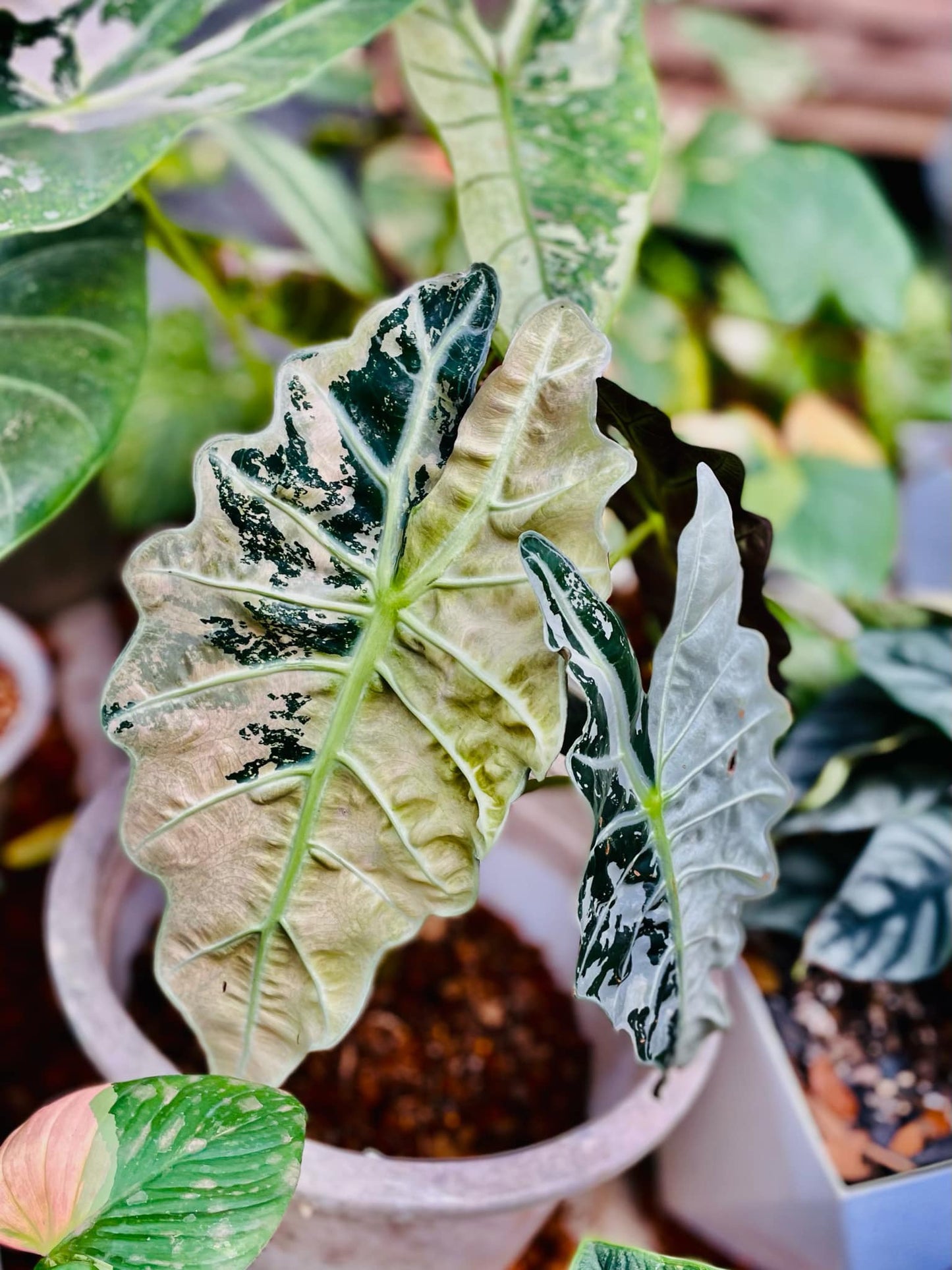 *PRE-ORDER* Alocasia Amazonica TRUE Thai Albo/Pink corm only