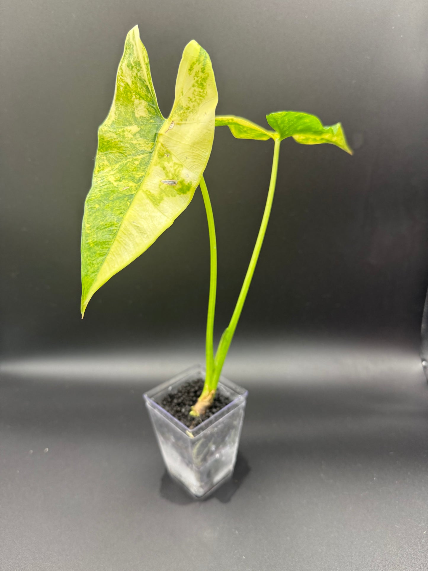 Alocasia Epilithica Aurea