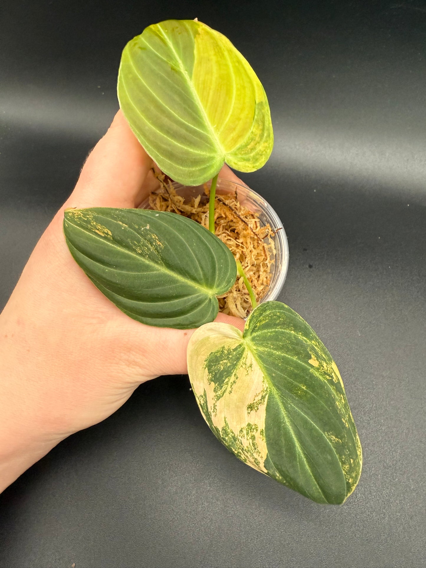 Philodendron Melanochrysum Orange