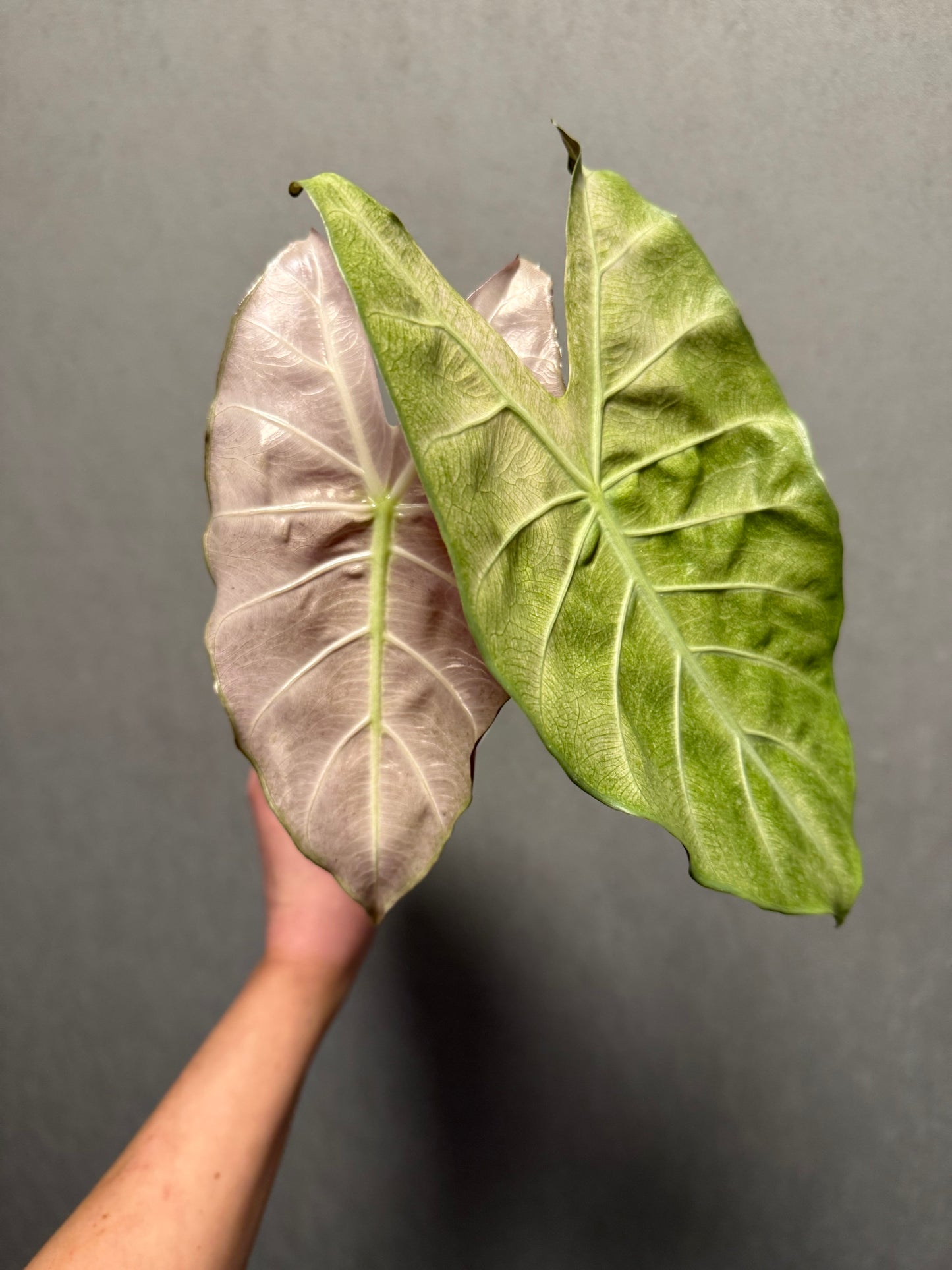 Alocasia Pink Dragon Mint *CORM ONLY-GROWERS CHOICE*