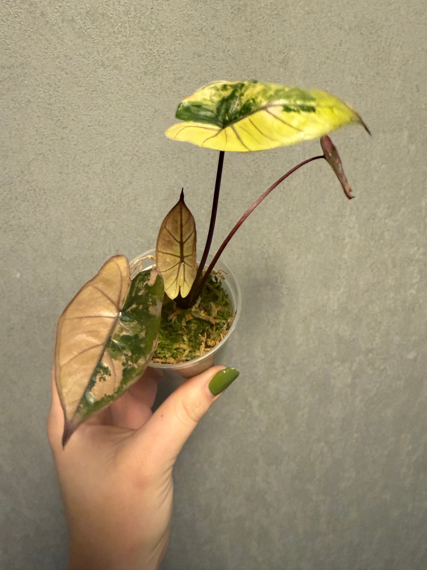 Reserved- Alocasia Plumbae Nigra Pink