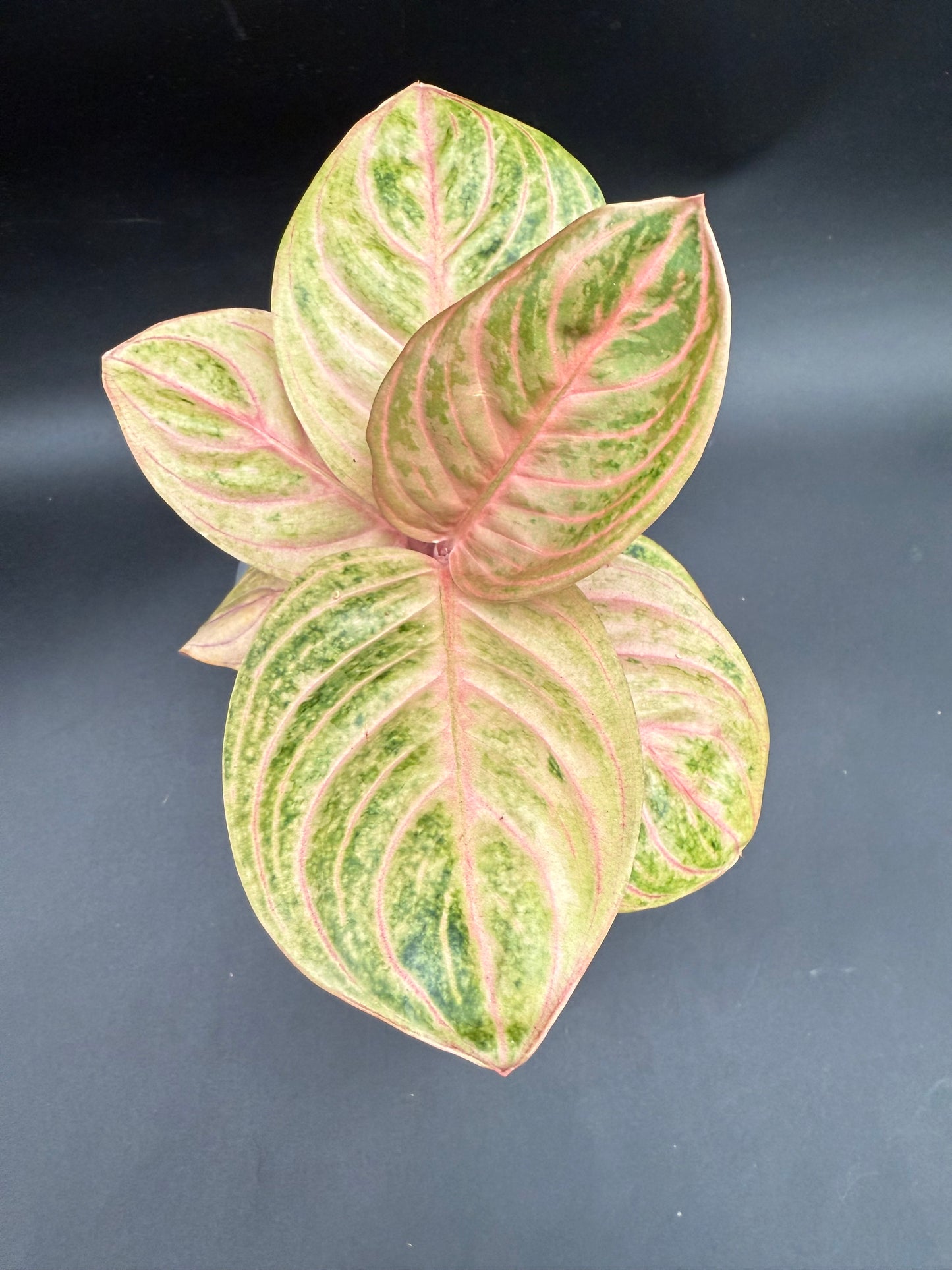 Aglaonema Siam Perfect