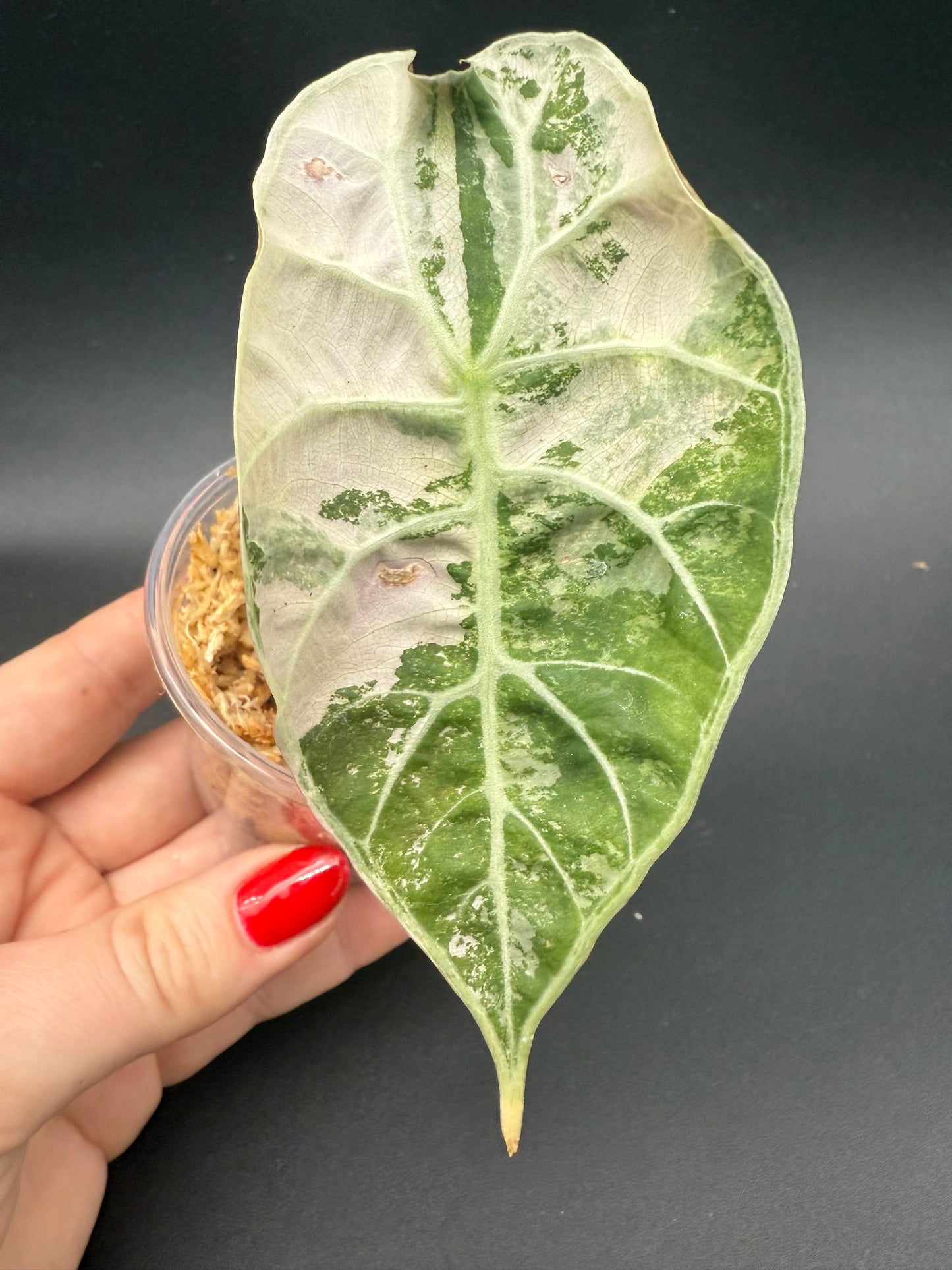 Alocasia Pink Watsoniana