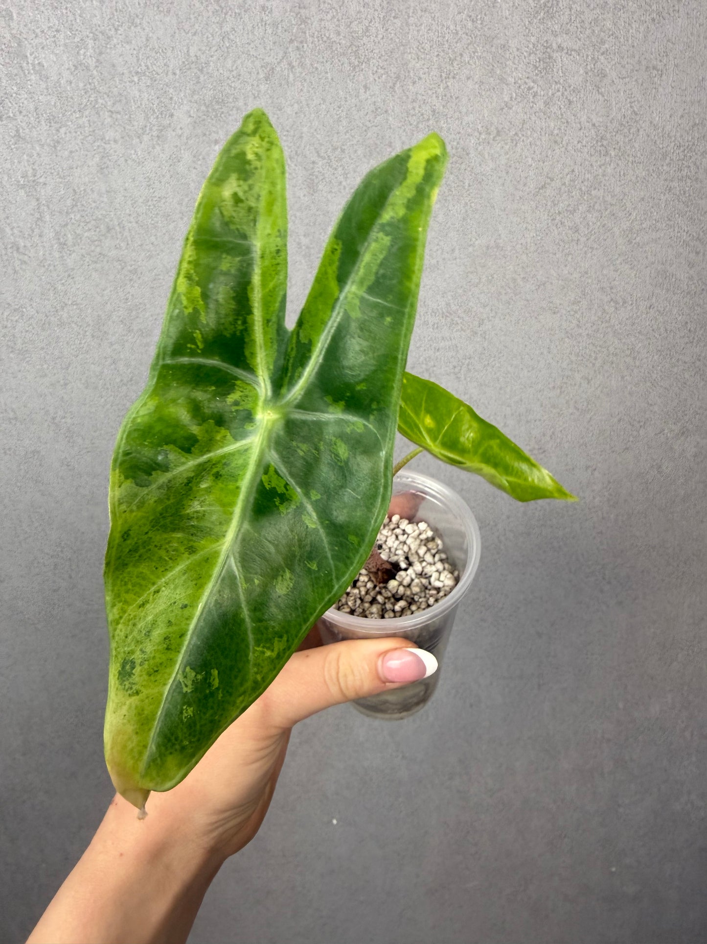 Alocasia Longiloba Lemon Mint