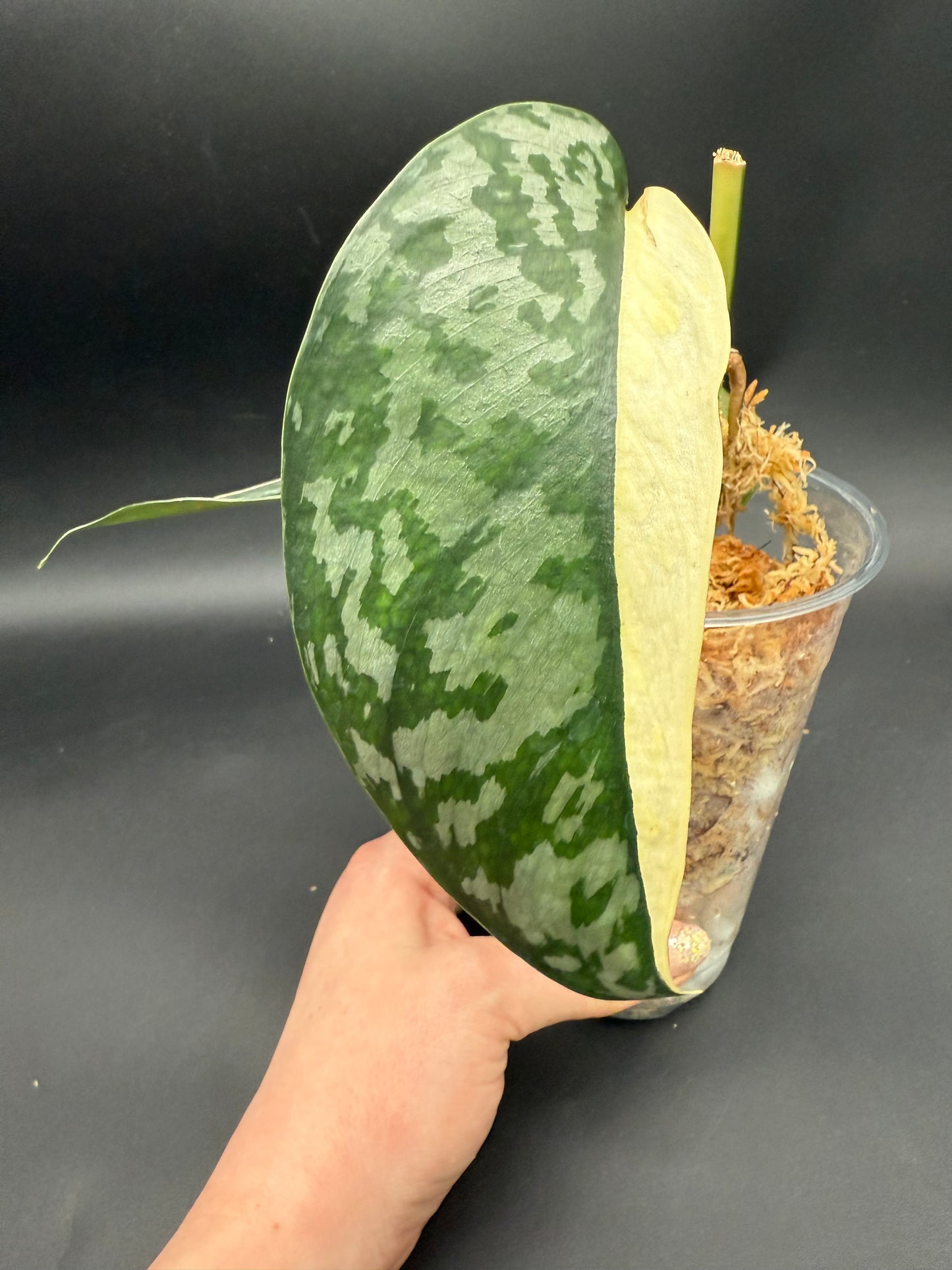 Scindapsus Lakambini