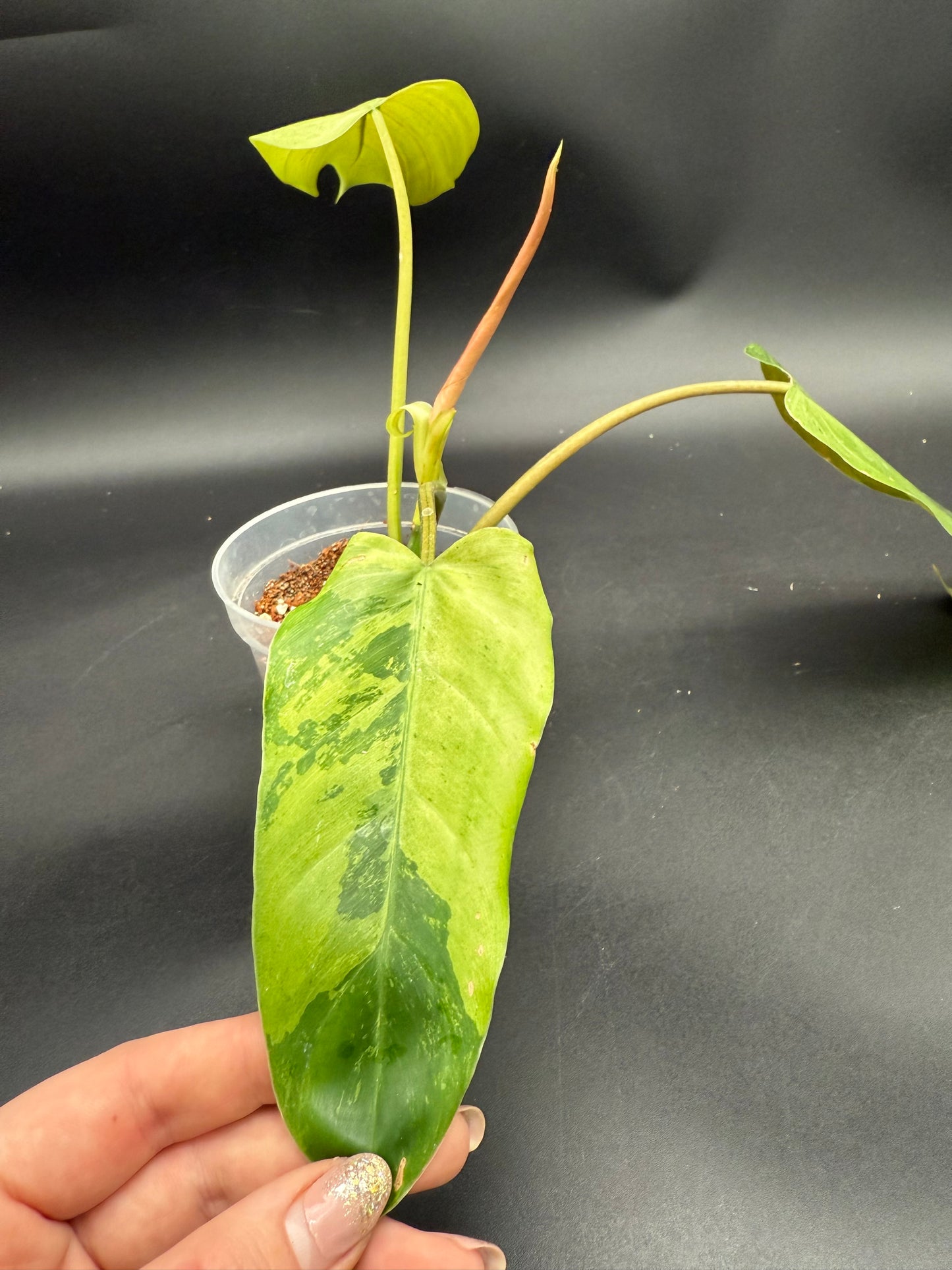 Philodendron Whipple Way Mint