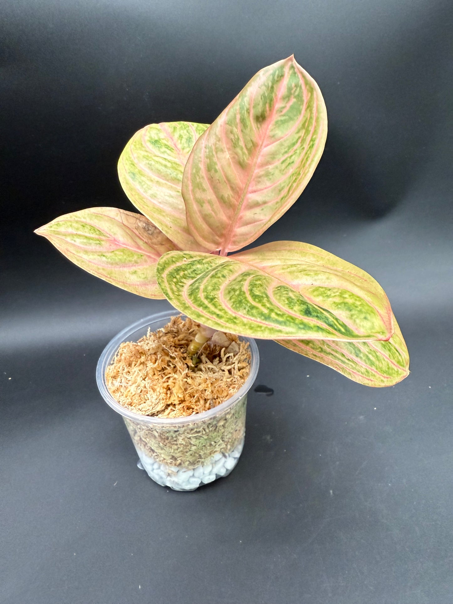 Aglaonema Siam Perfect