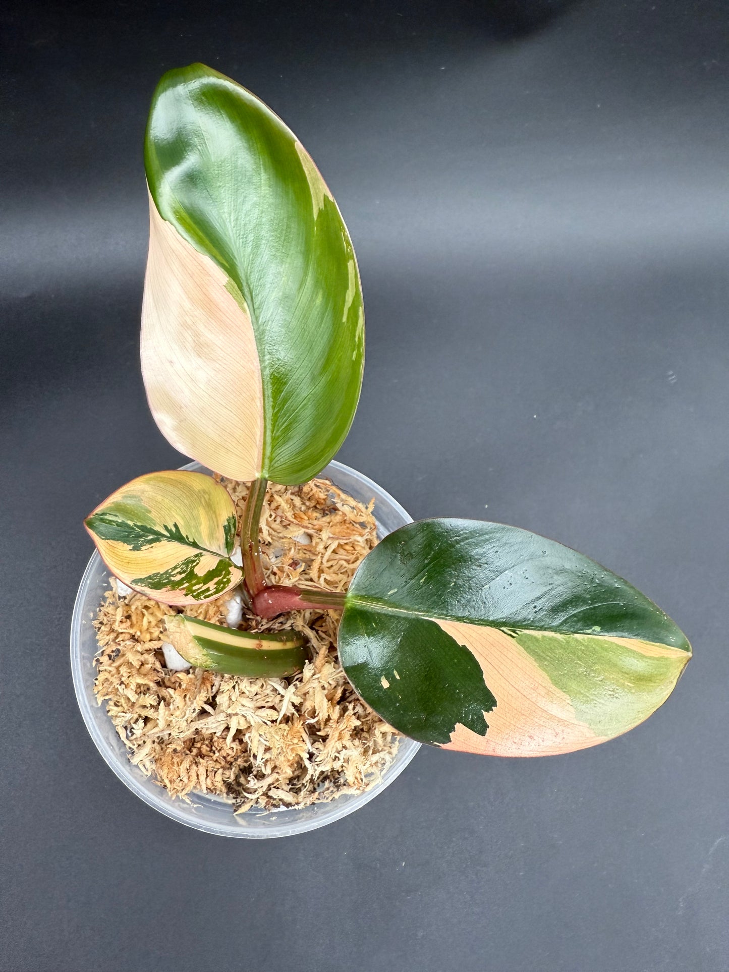 Philodendron Red Congo Variegated
