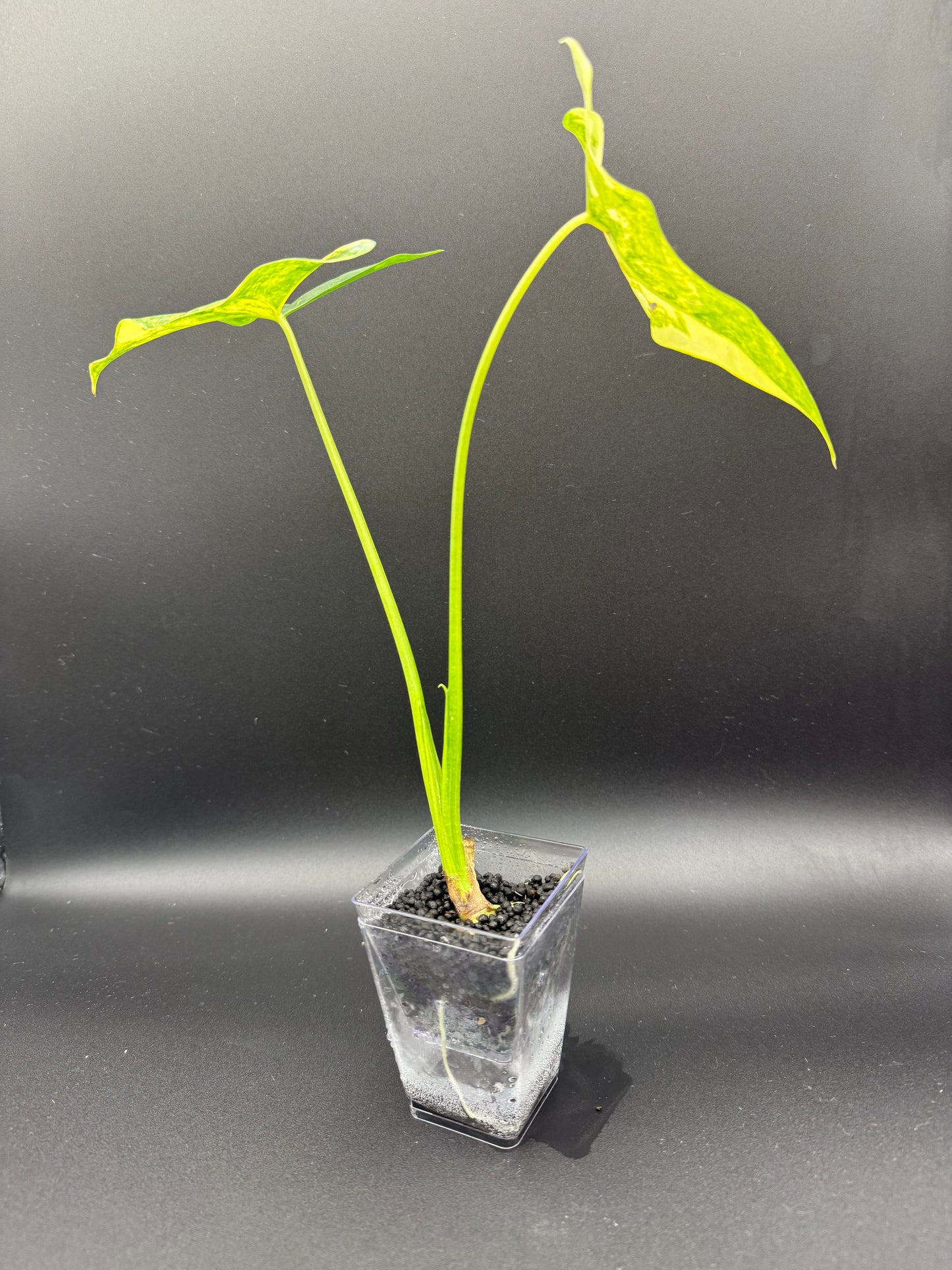 Alocasia Epilithica Aurea