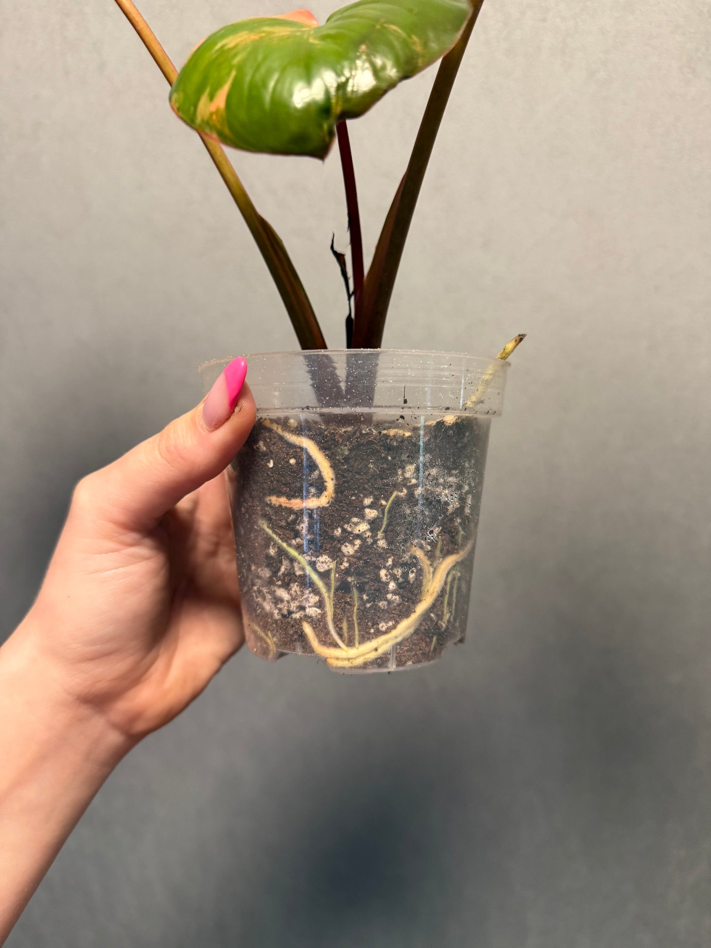 Homalomena Rubecens Pink