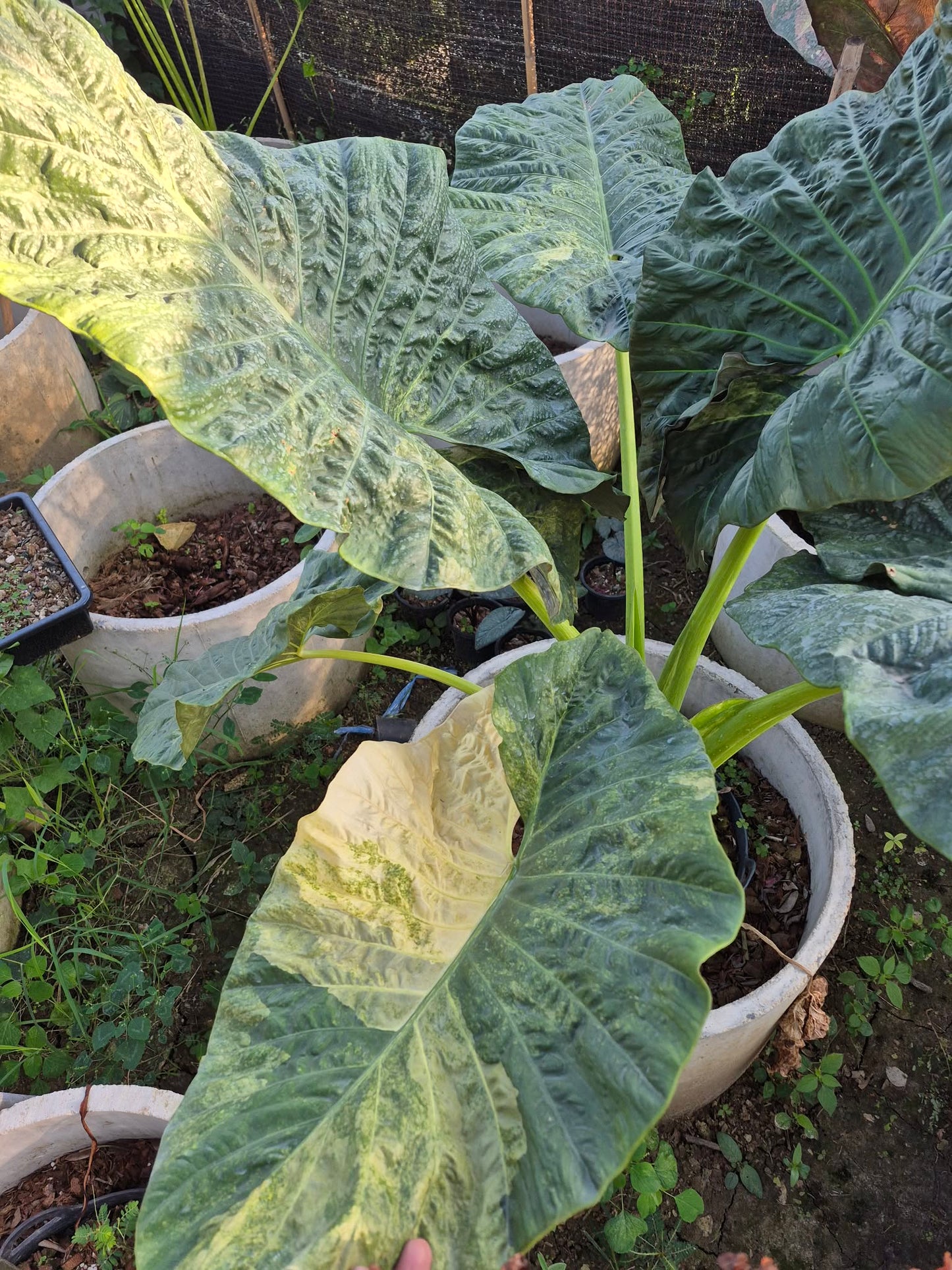 Alocasia Serendipity Gold (Tricolor)