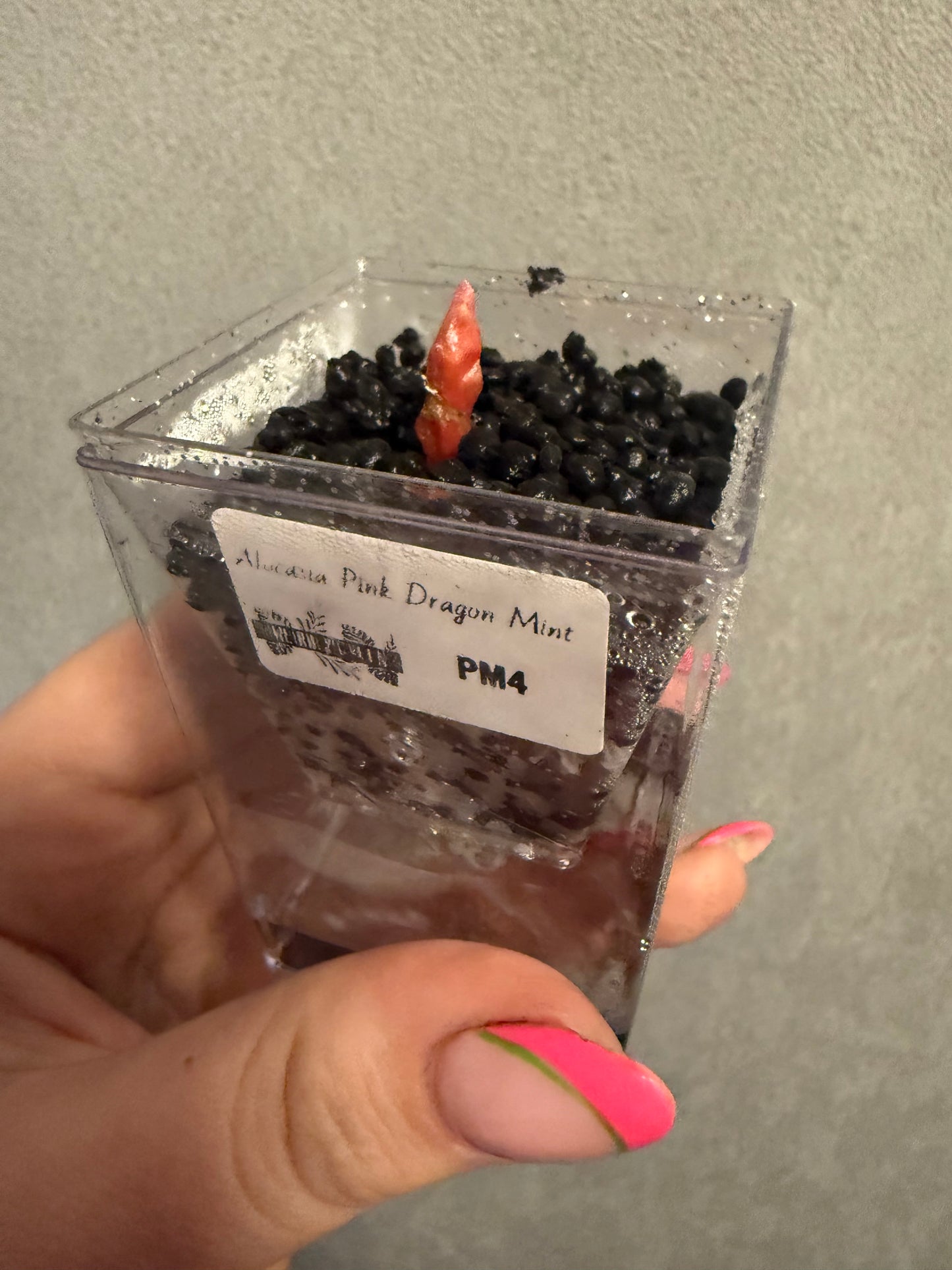Alocasia Pink Dragon Mint *CORM ONLY-GROWERS CHOICE*