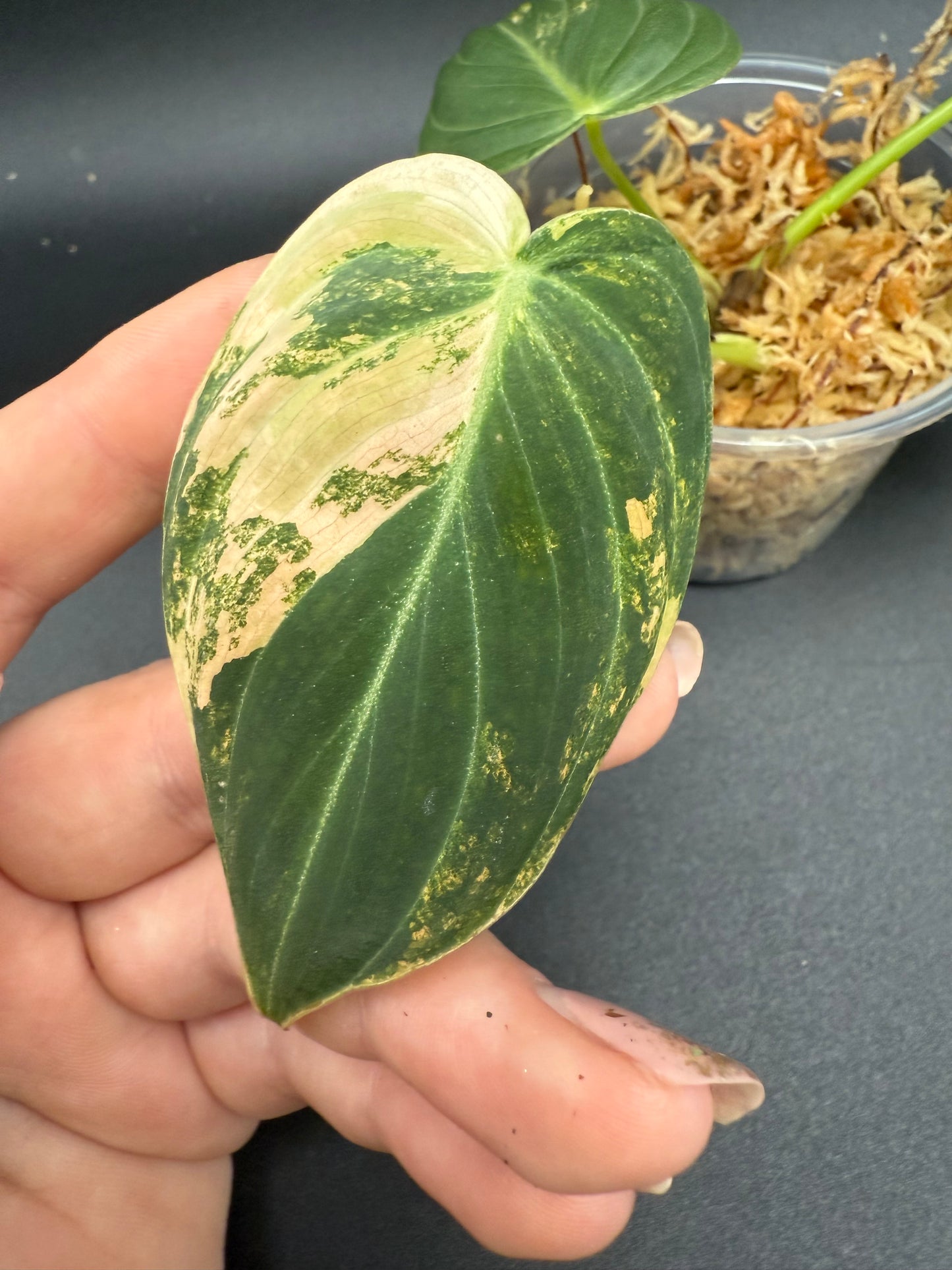 Philodendron Melanochrysum Orange