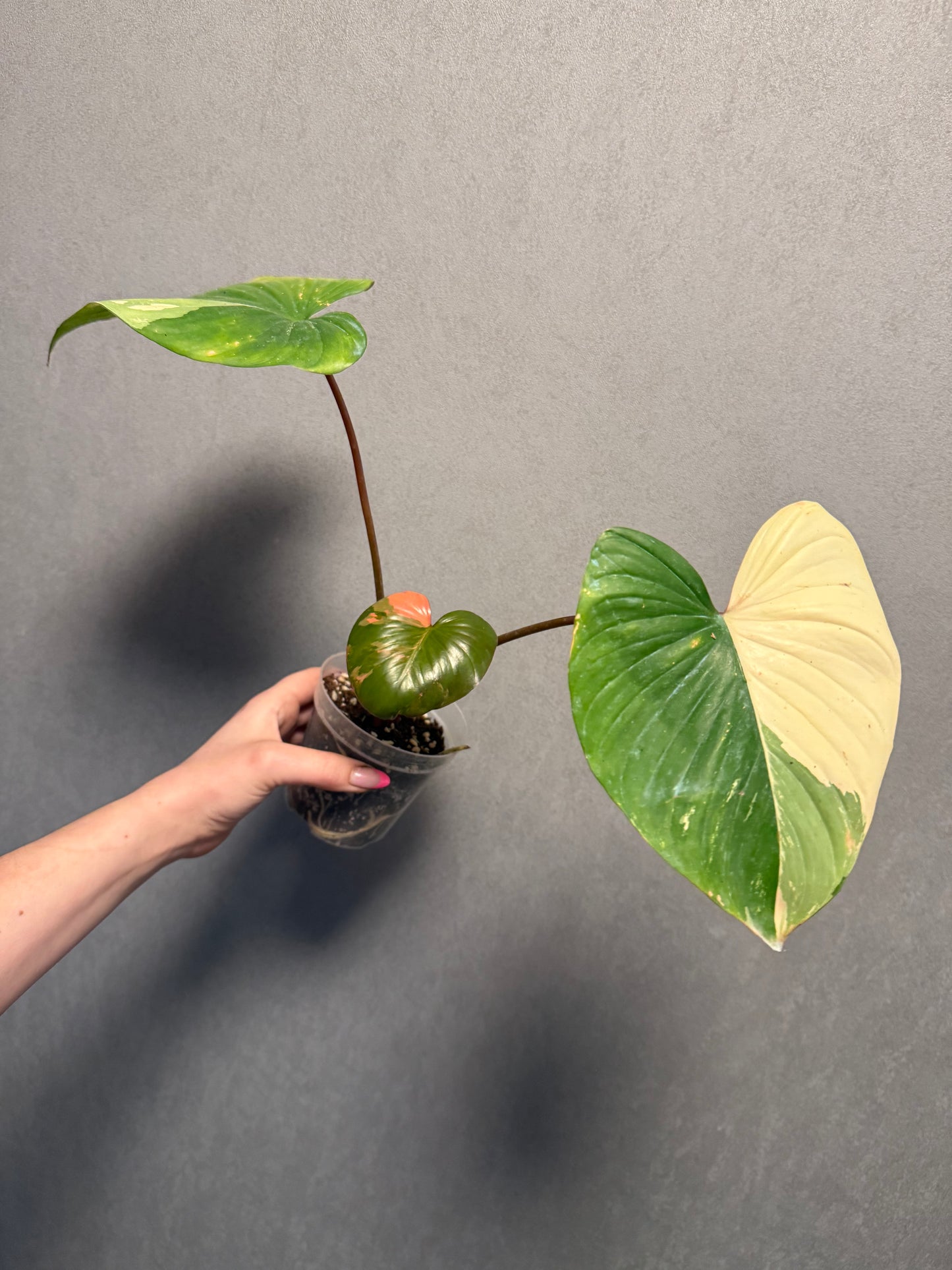 Homalomena Rubecens Pink