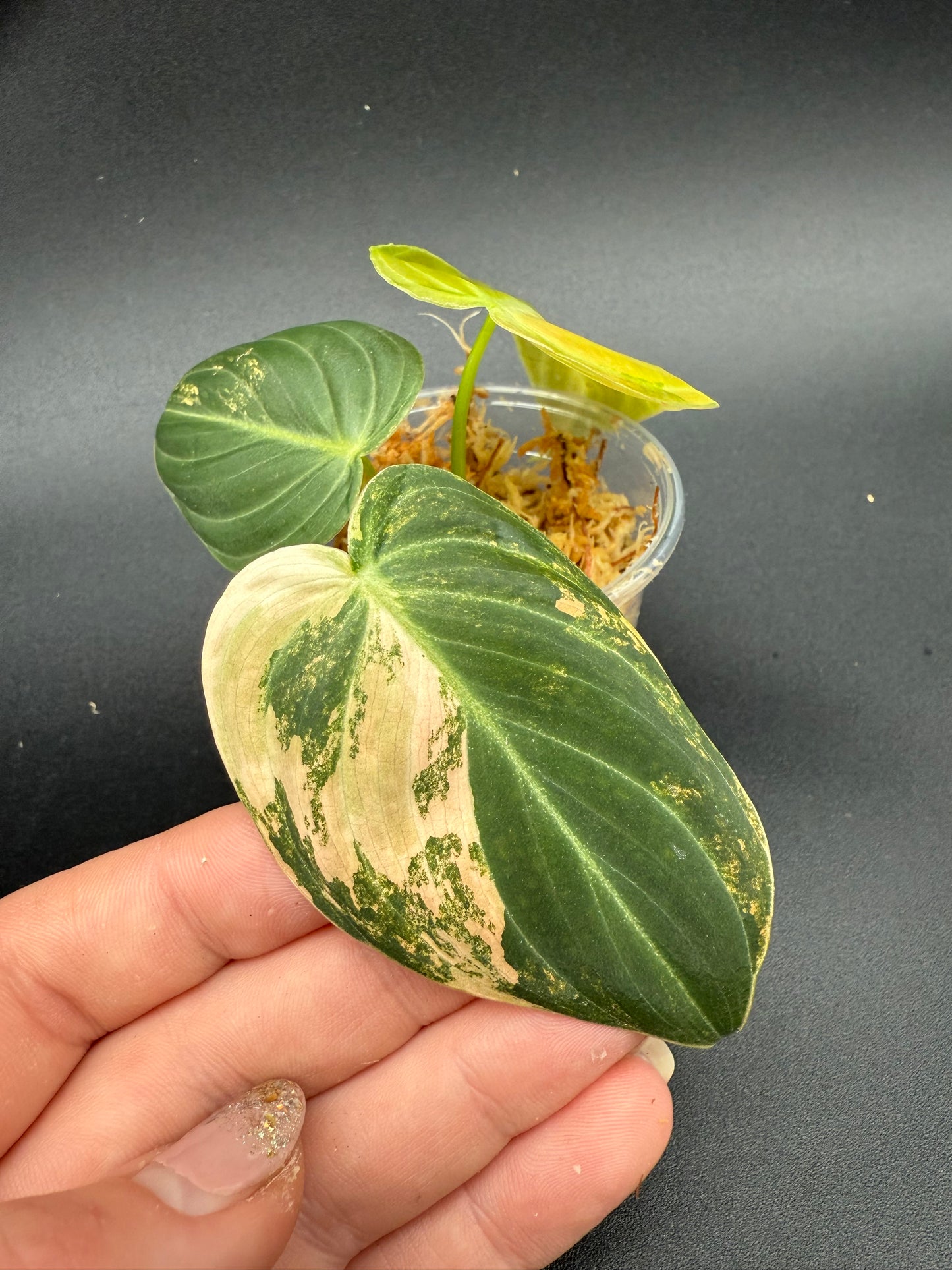 Philodendron Melanochrysum Orange