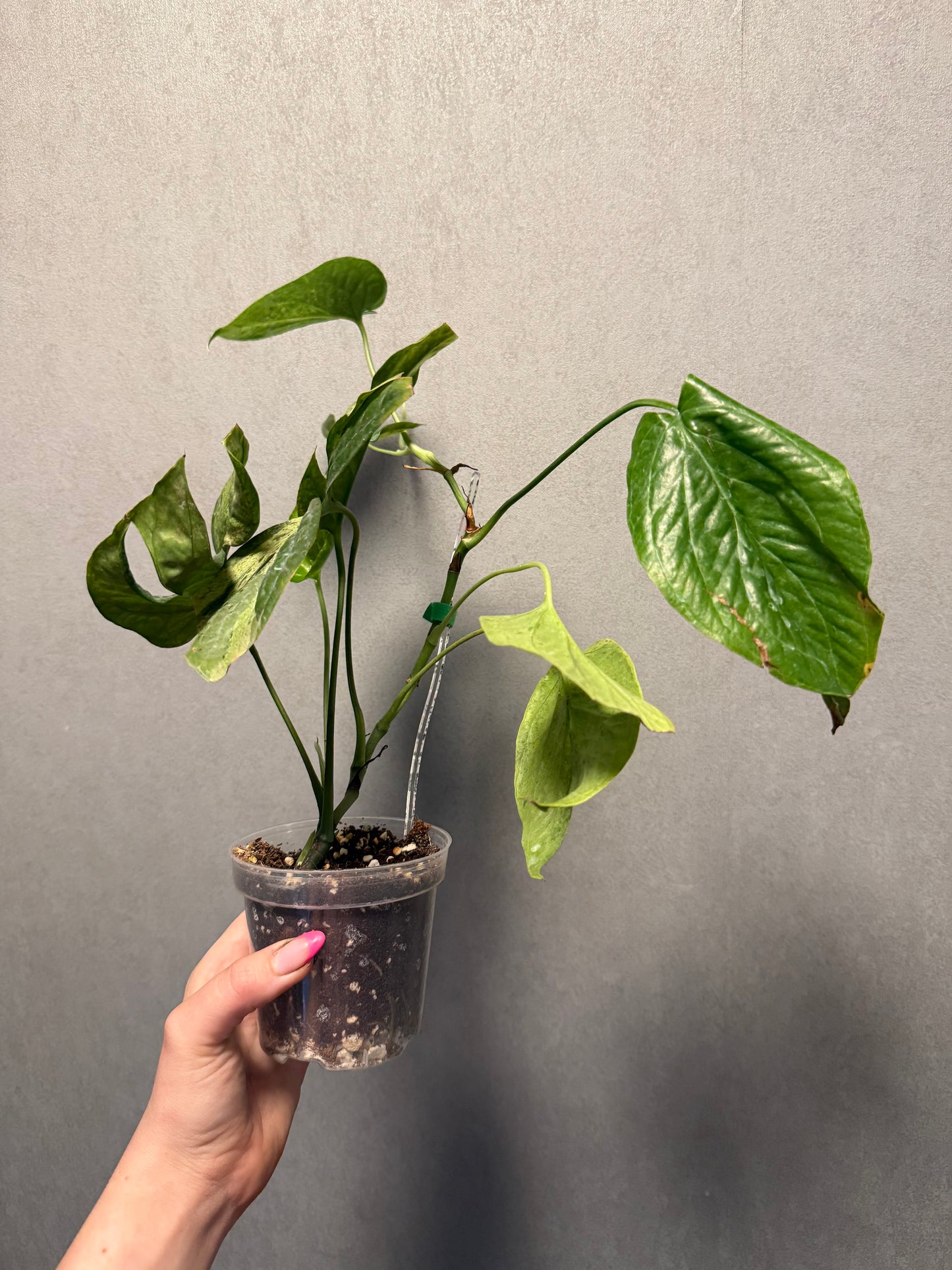 Amydrium Medium Mint ‘Spiderman Monstera’