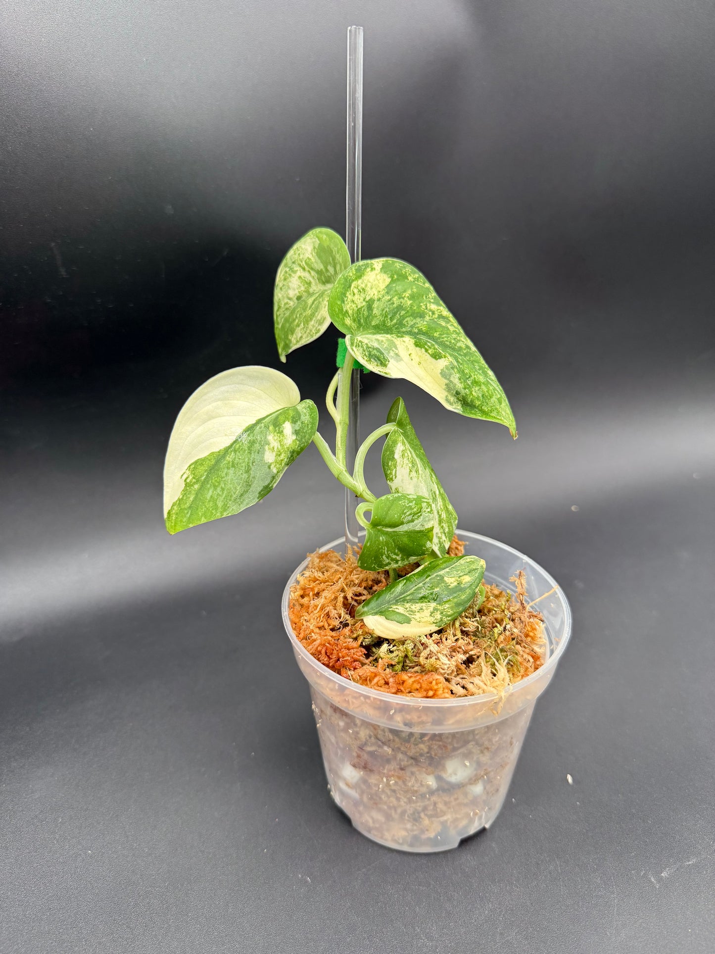 Scindapsus Manguari