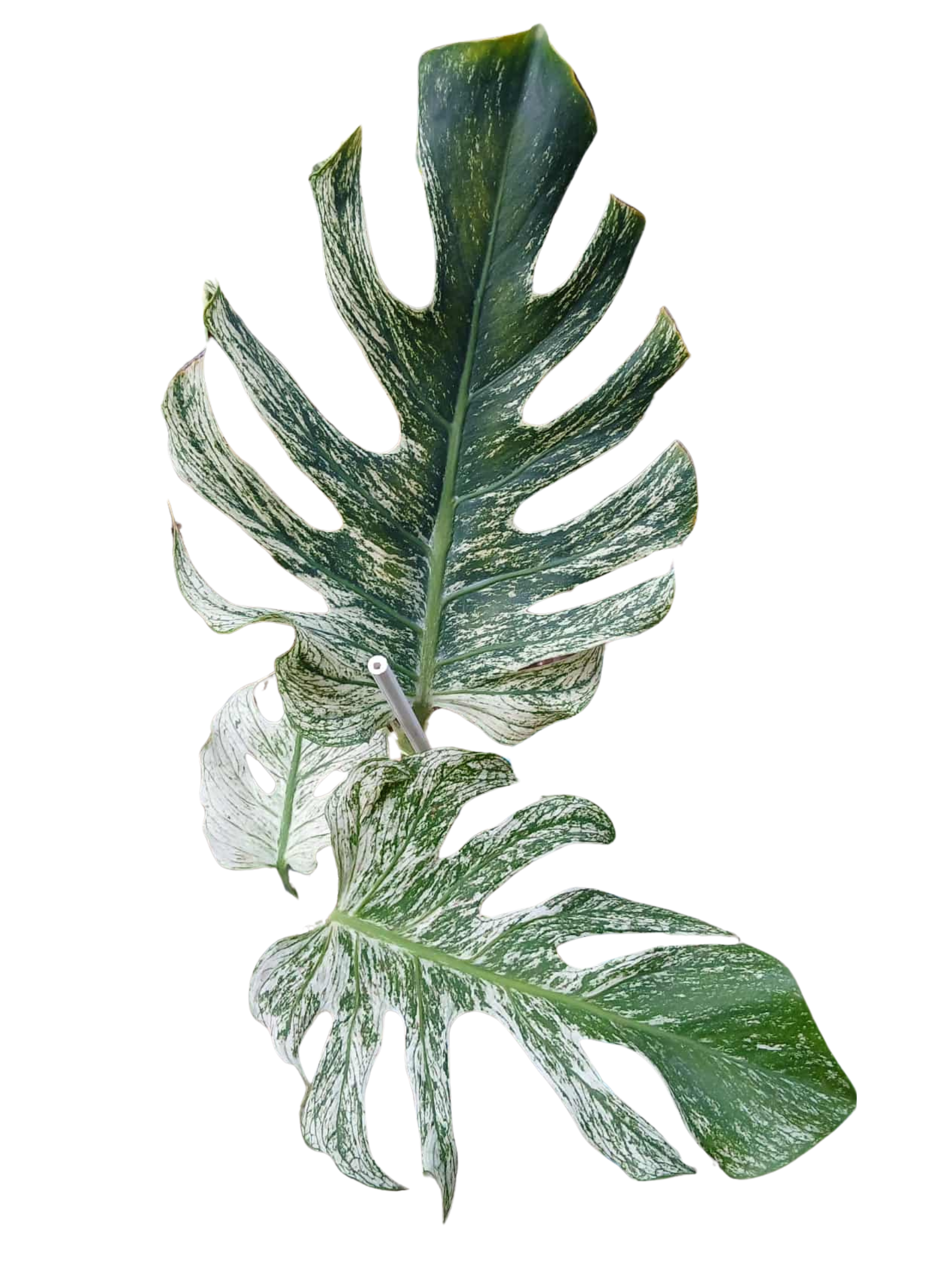 monstera devil monster for sale PRE-ORDER) Monstera Devil Monster – Weirdly Green