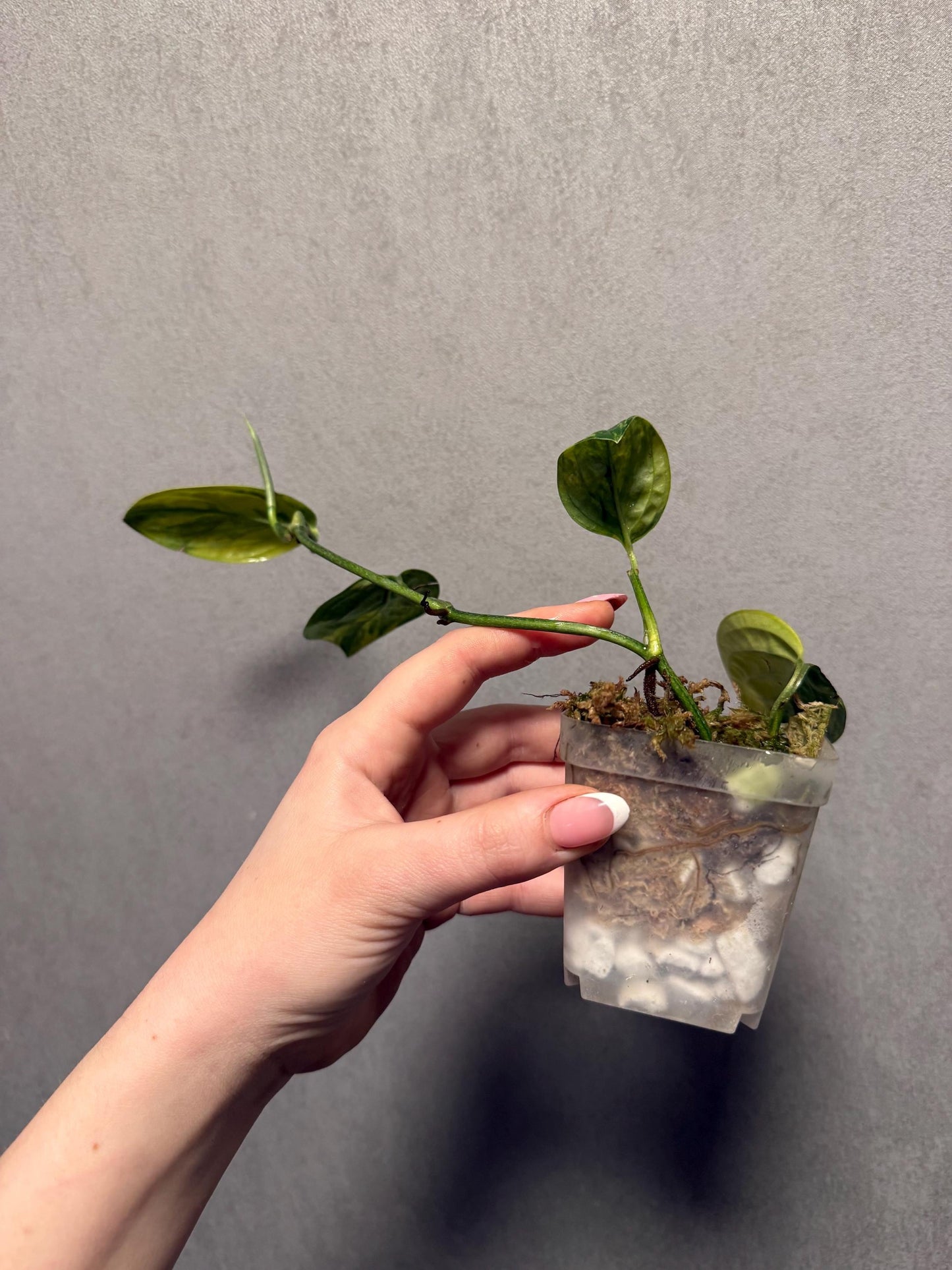 Monstera Peru Variegated