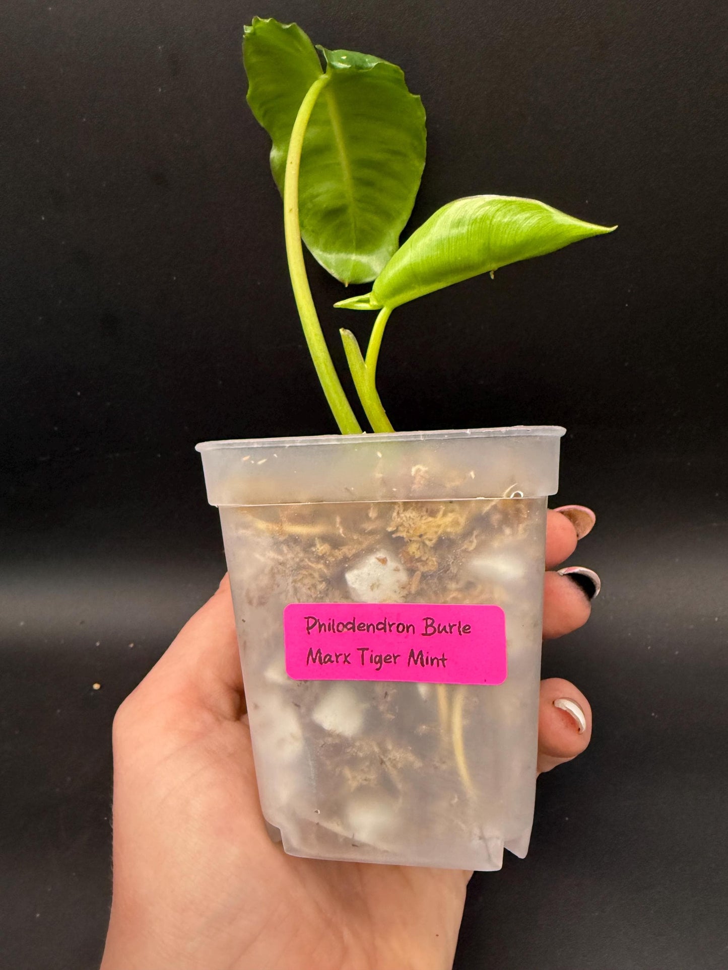 NEW RELEASE! Philodendron Burle Marx ‘Tiger Mint’