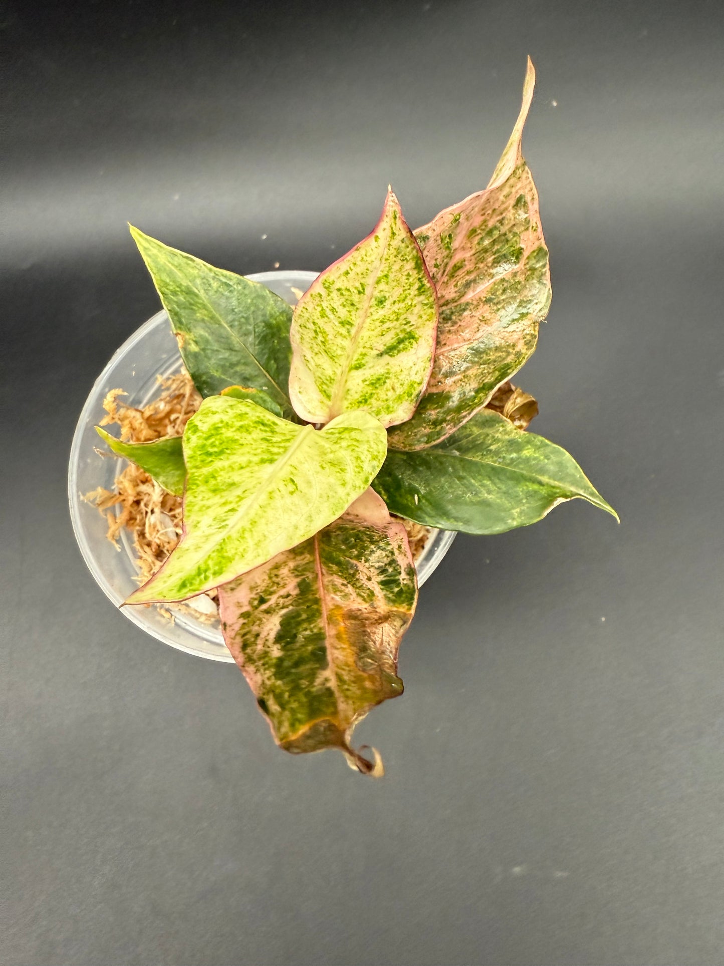 Anthurium Renaissance Variegated Pink