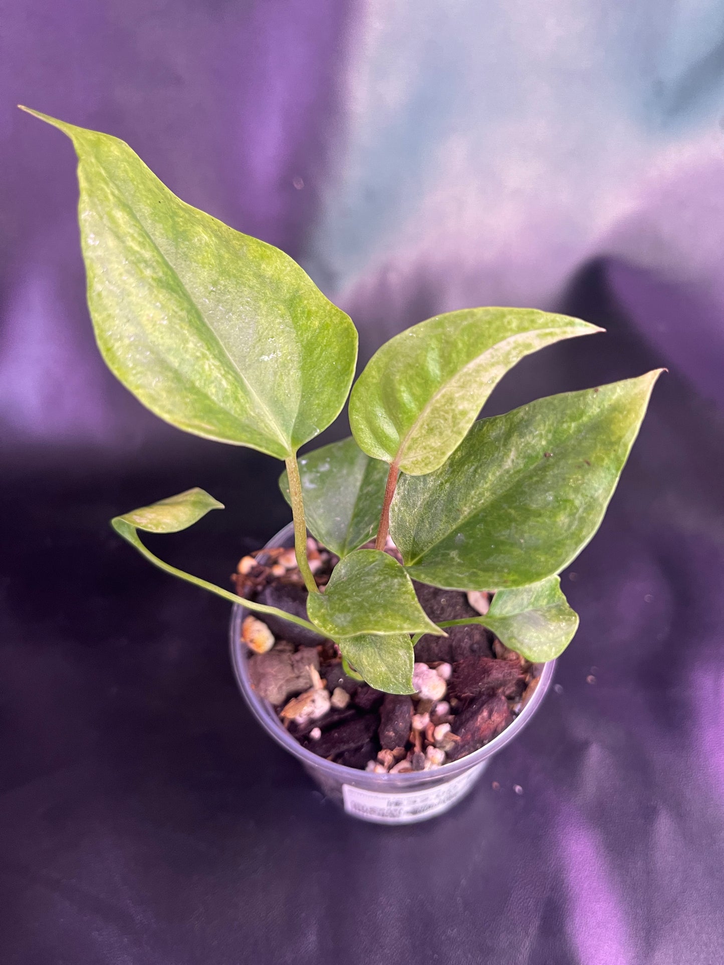 Anthurium variegated renaissance Aurea