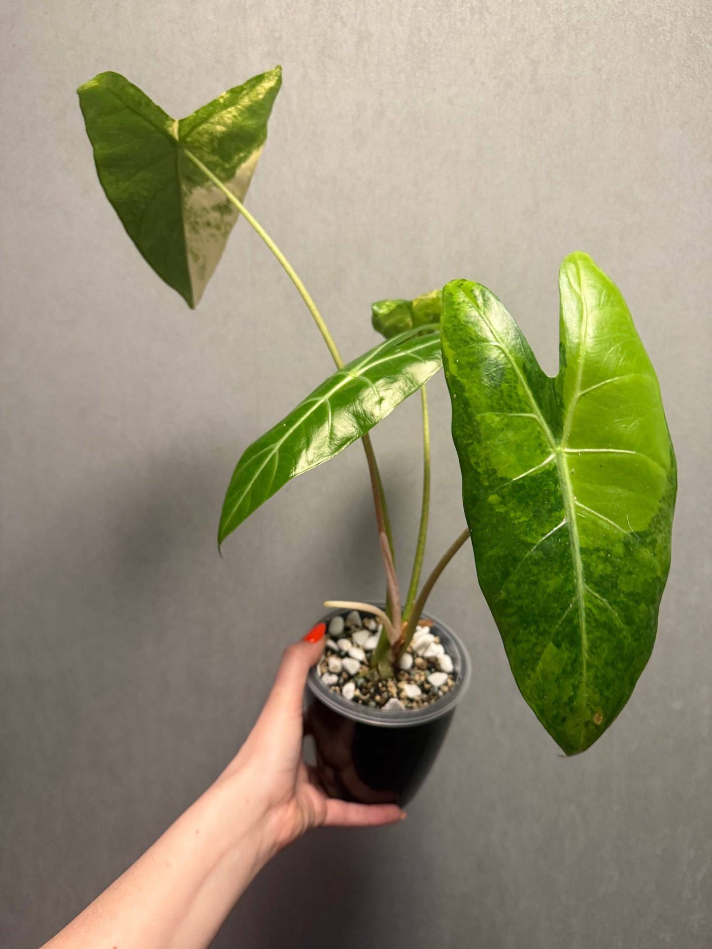 Alocasia Longiloba Albo Pink Back x Pink Dragon Aurea