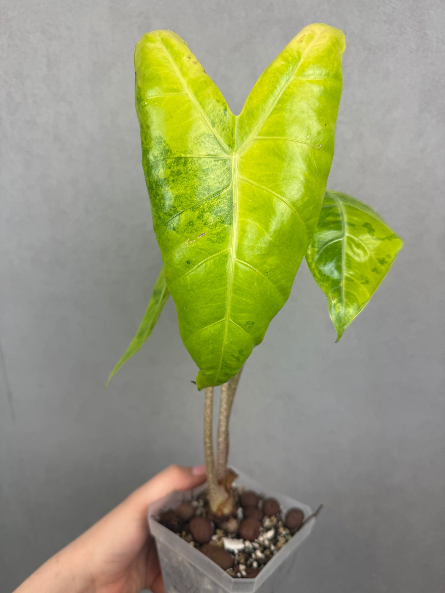Alocasia Longiloba Lemon Lime