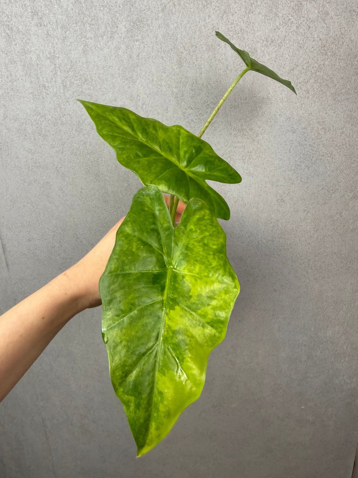 Alocasia Calidora x Portora x Alba Aurea