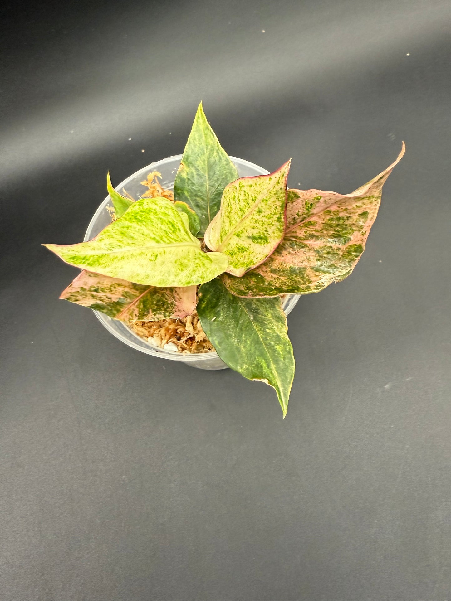 Anthurium Renaissance Variegated Pink