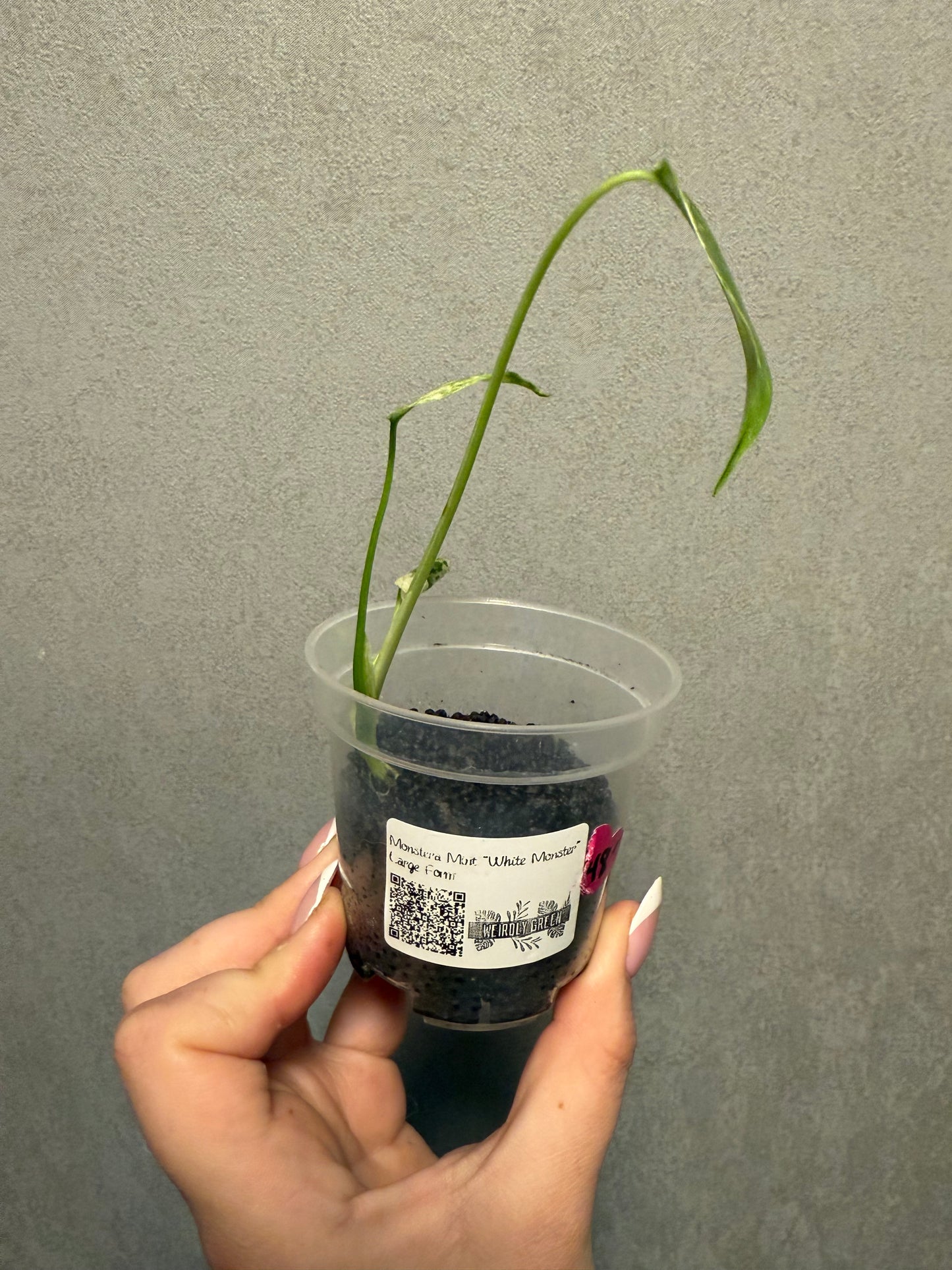 Monstera Mint “White Monster” Large Form
