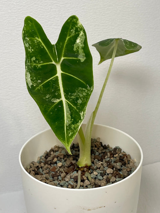 Variegated Alocasia Frydek