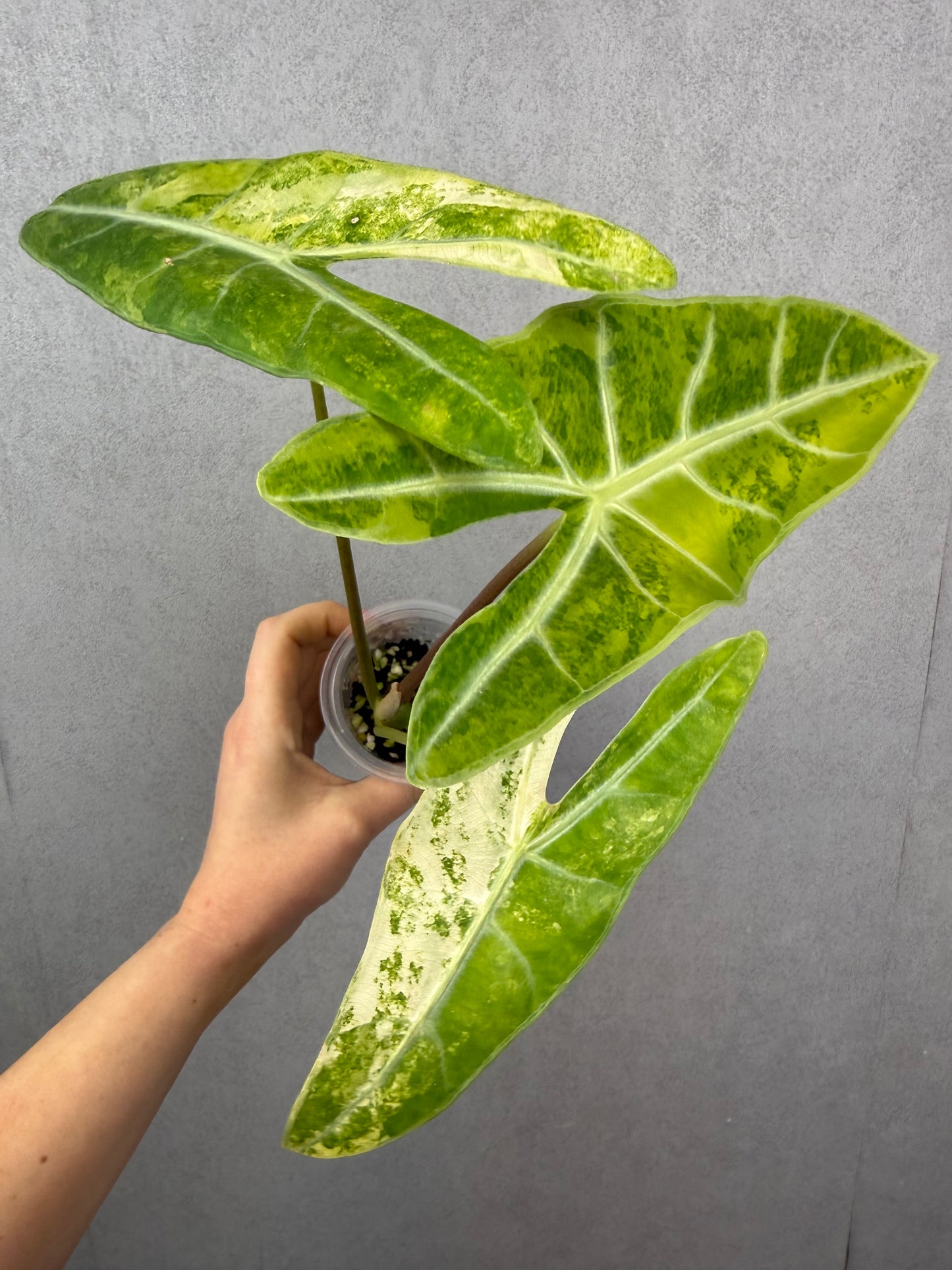 Alocasia Longiloba Lucifer Aurea