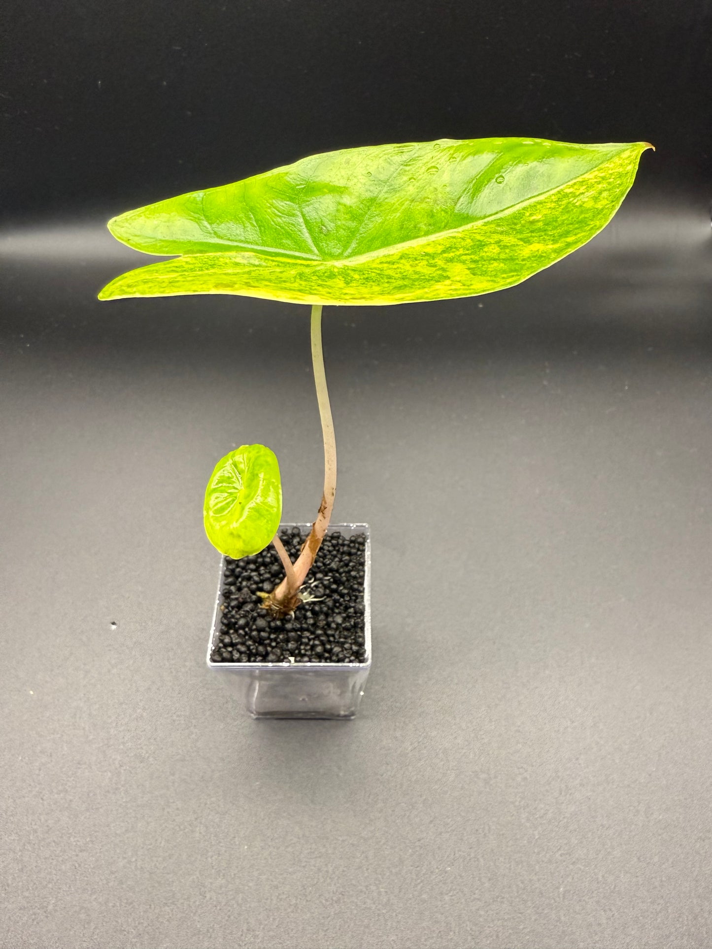 Alocasia Pink Dragon Aurea