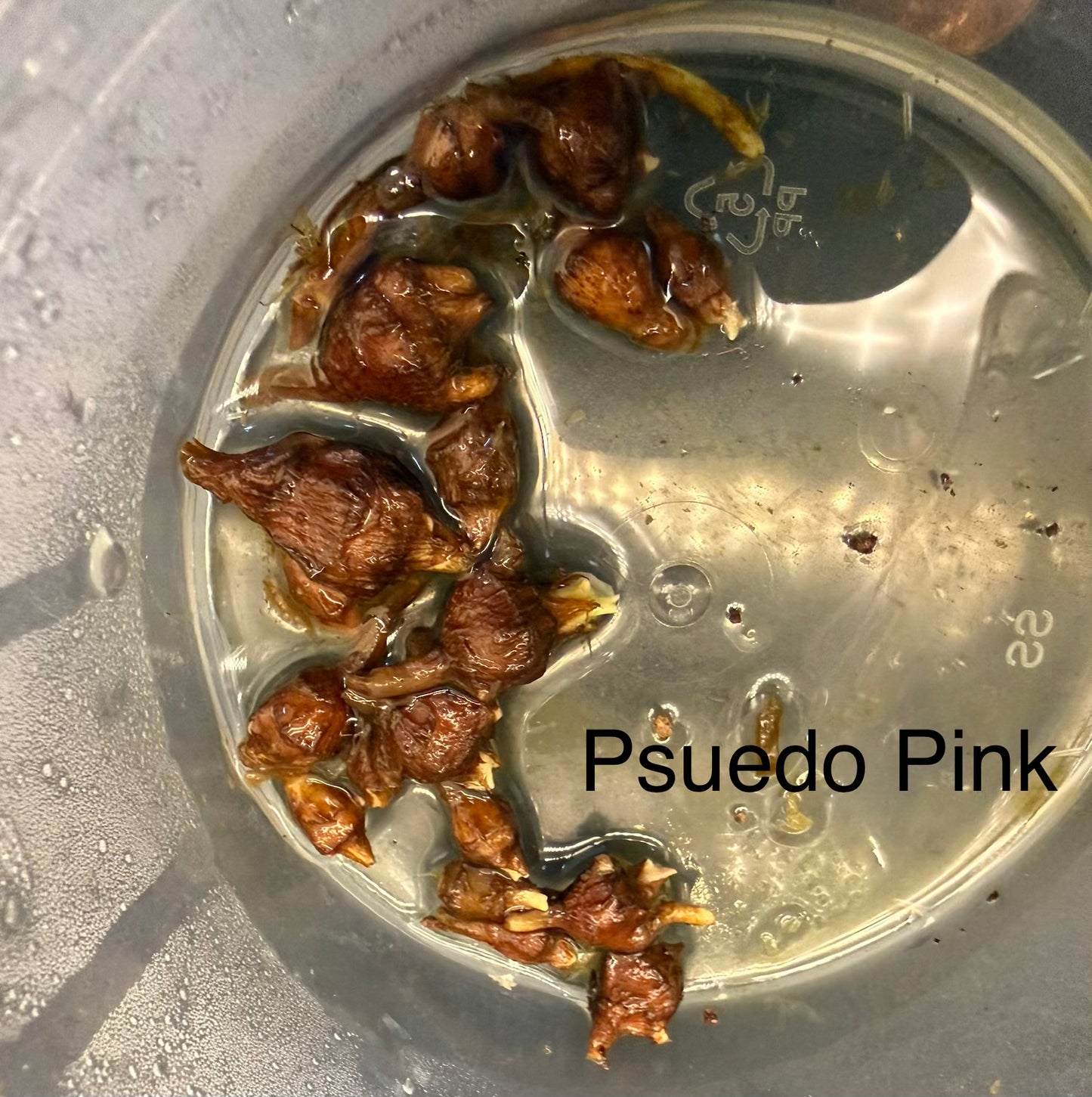 Alocasia Psuedo Sanderiana Pink Corm