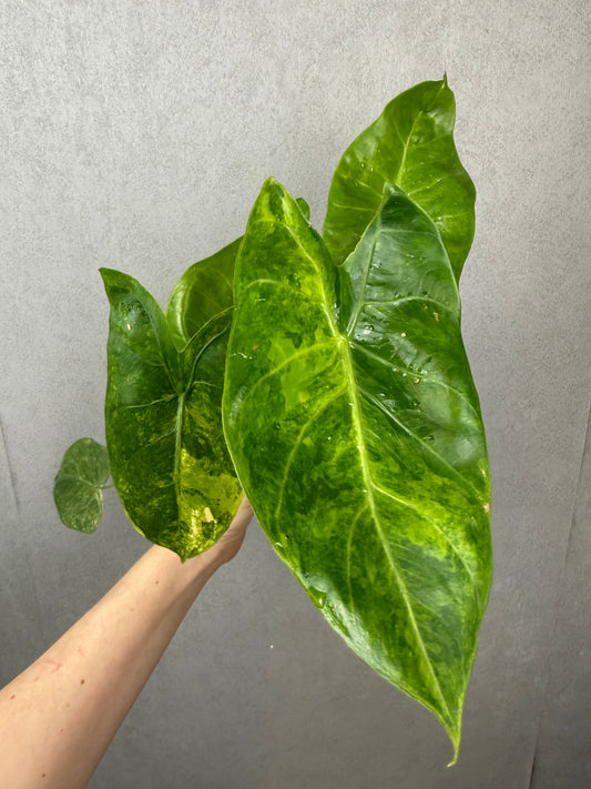 Alocasia Morocco Aurea