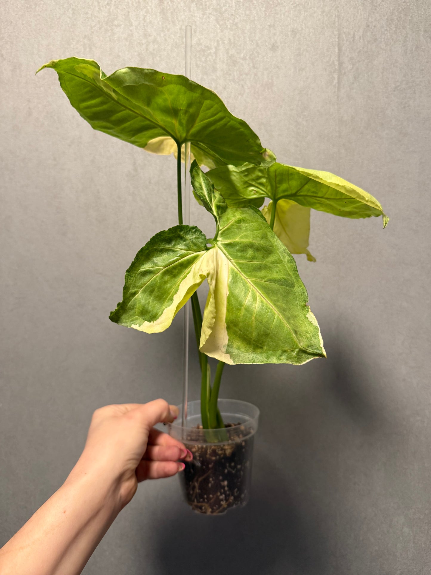 Monstera Mint ‘White Monster’