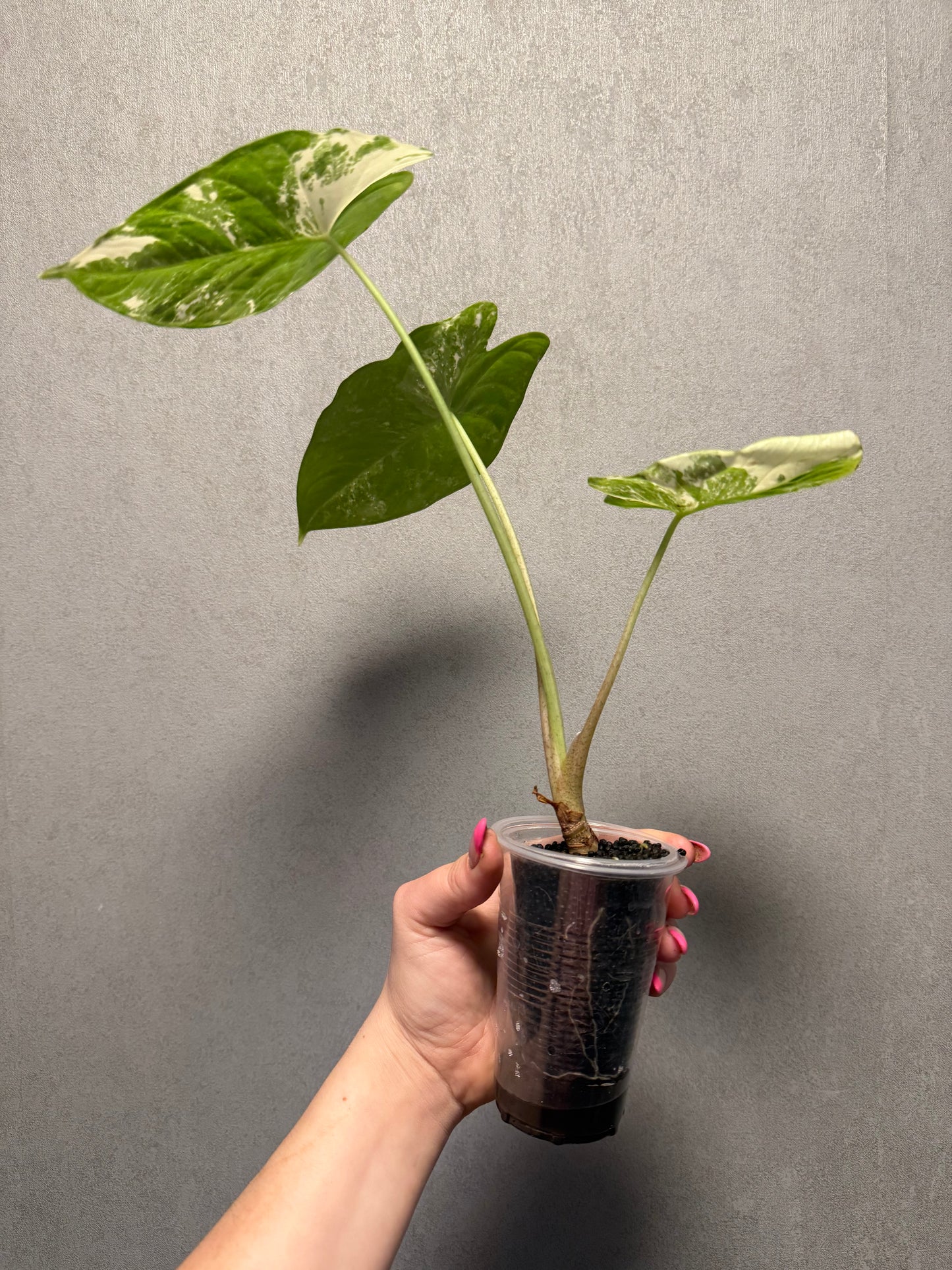 Alocasia Fornicata Albo