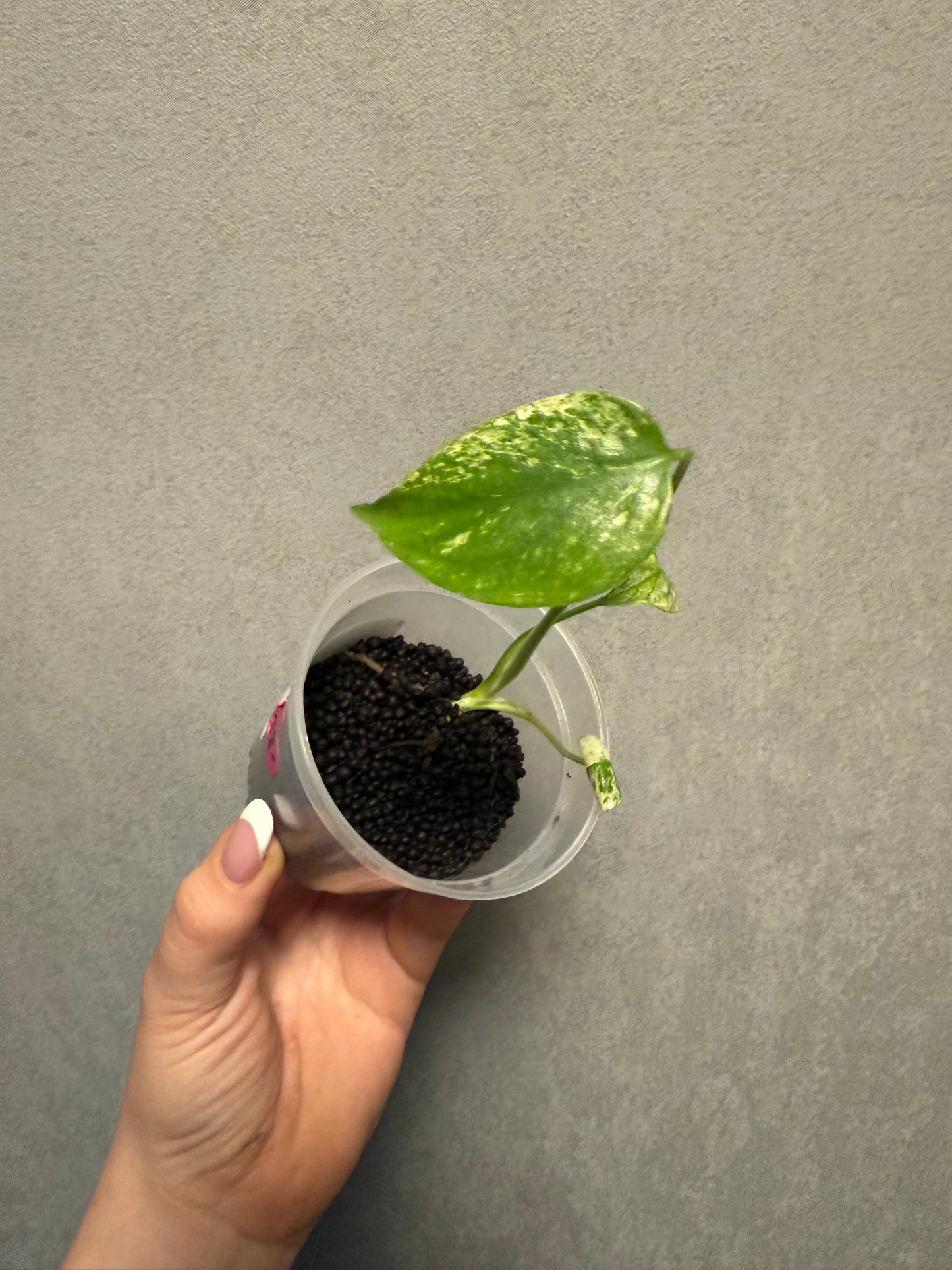 Monstera Mint “White Monster” Large Form