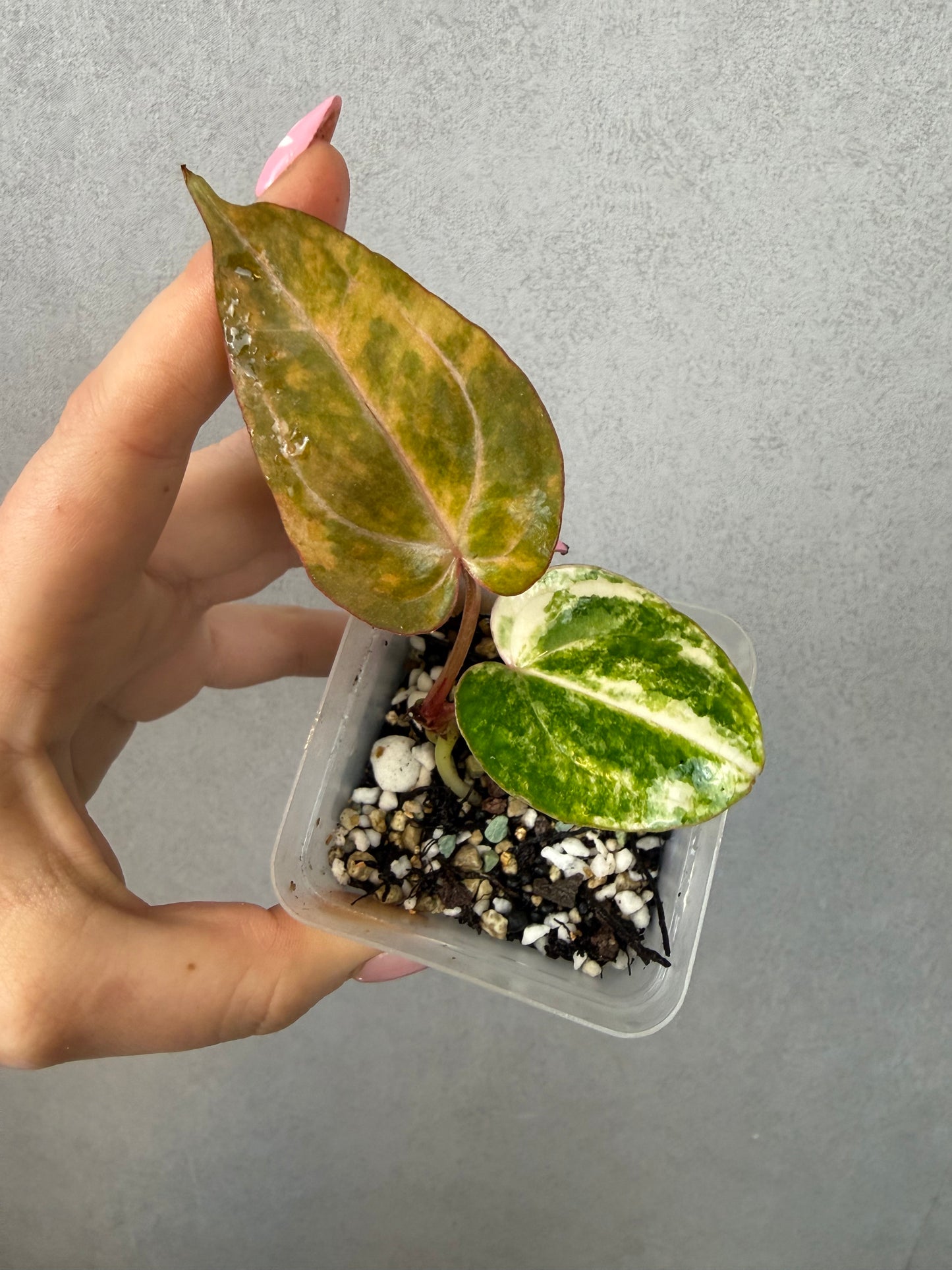 Anthurium Papillilaminum Variegated x Michelle (from seed)