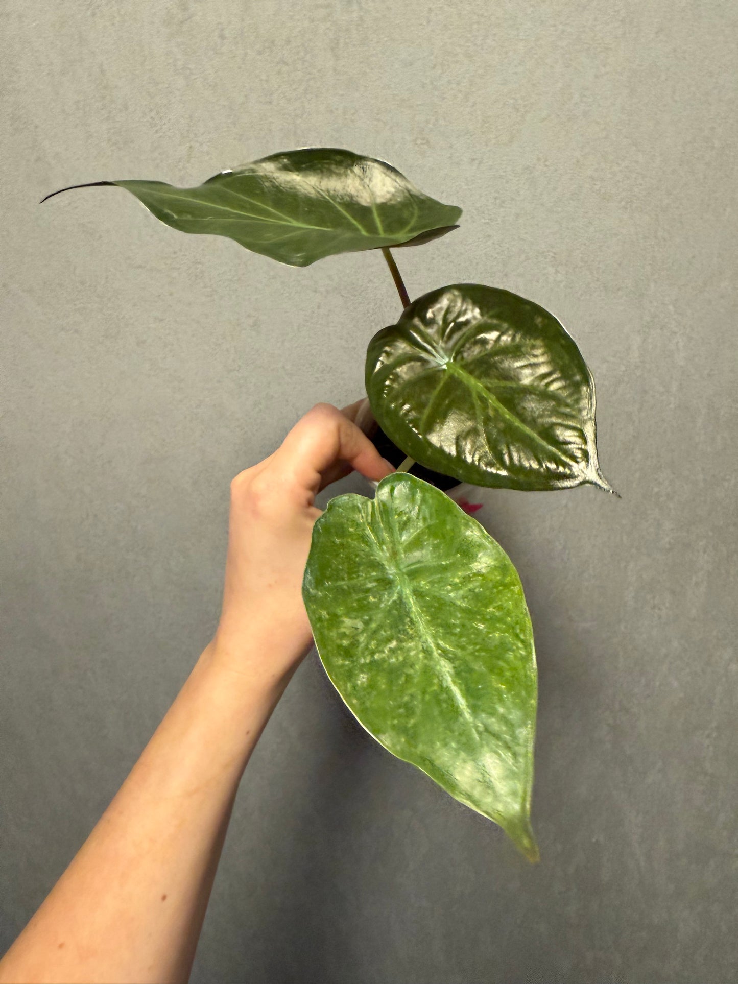 Monstera Mint ‘White Monster’